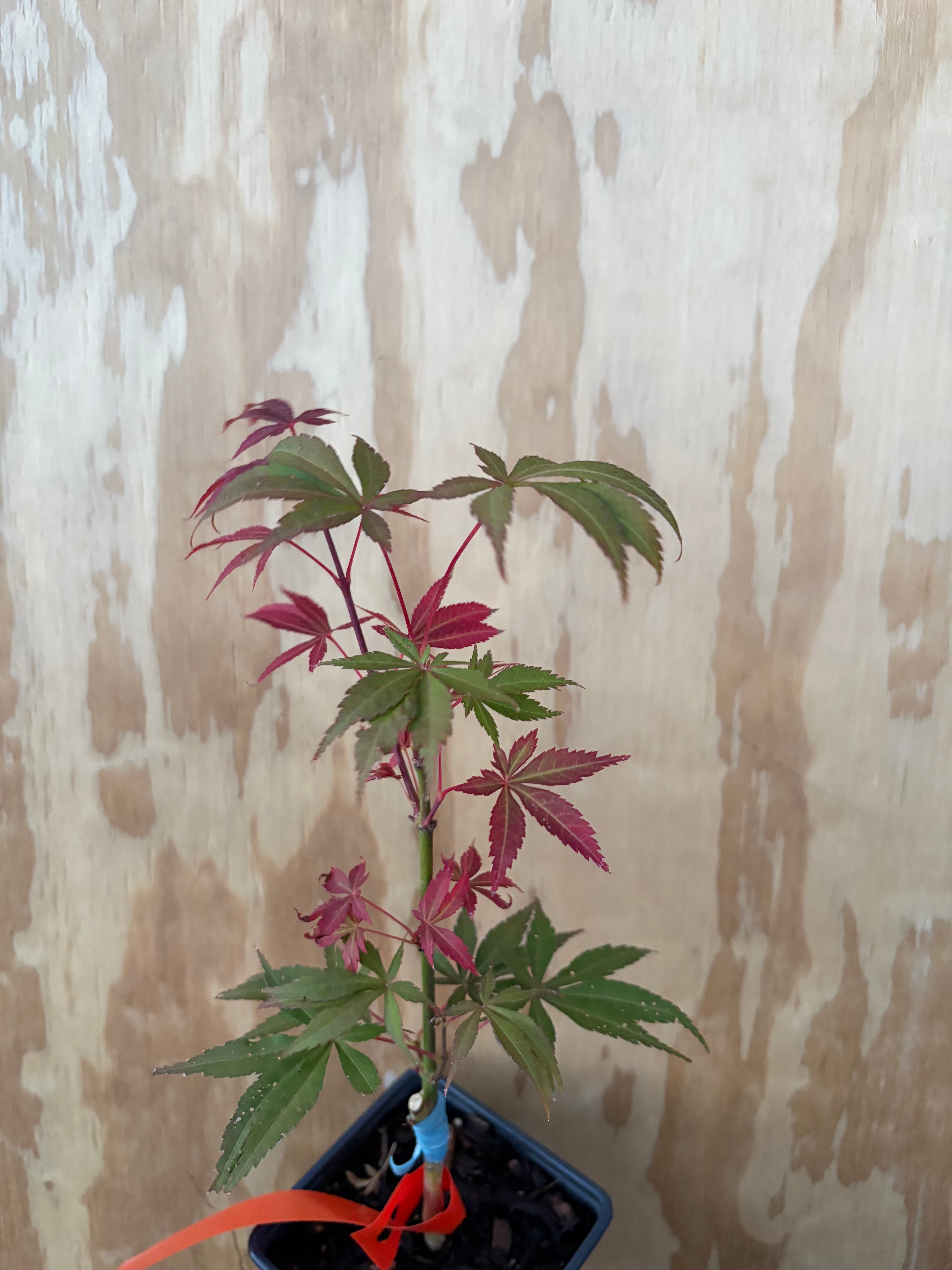 Acer Palmatum ‘Blackbeard’s Gold’