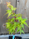 Acer Palmatum 'Taro Yama'