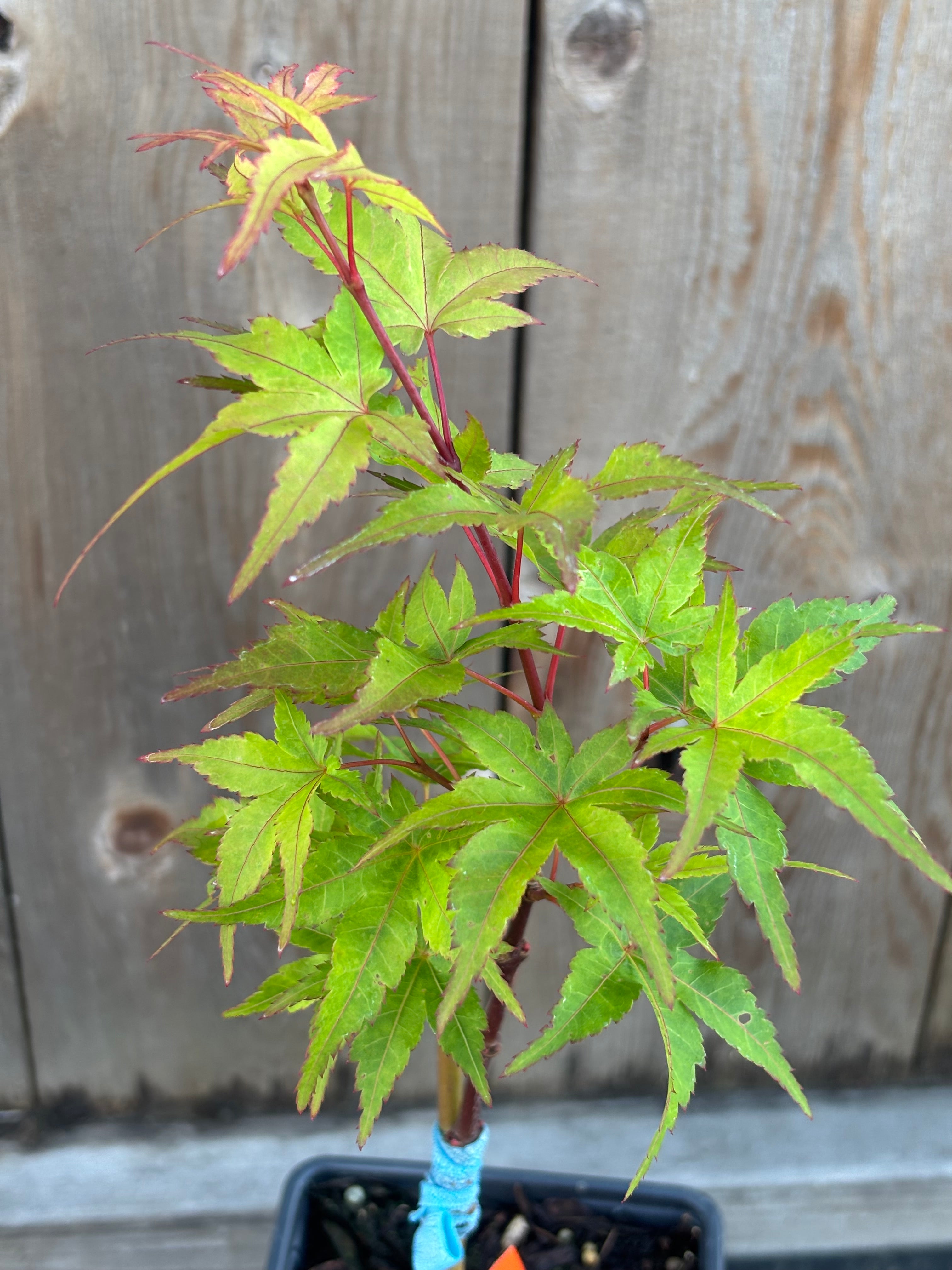 Acer Palmatum 'Taro Yama'