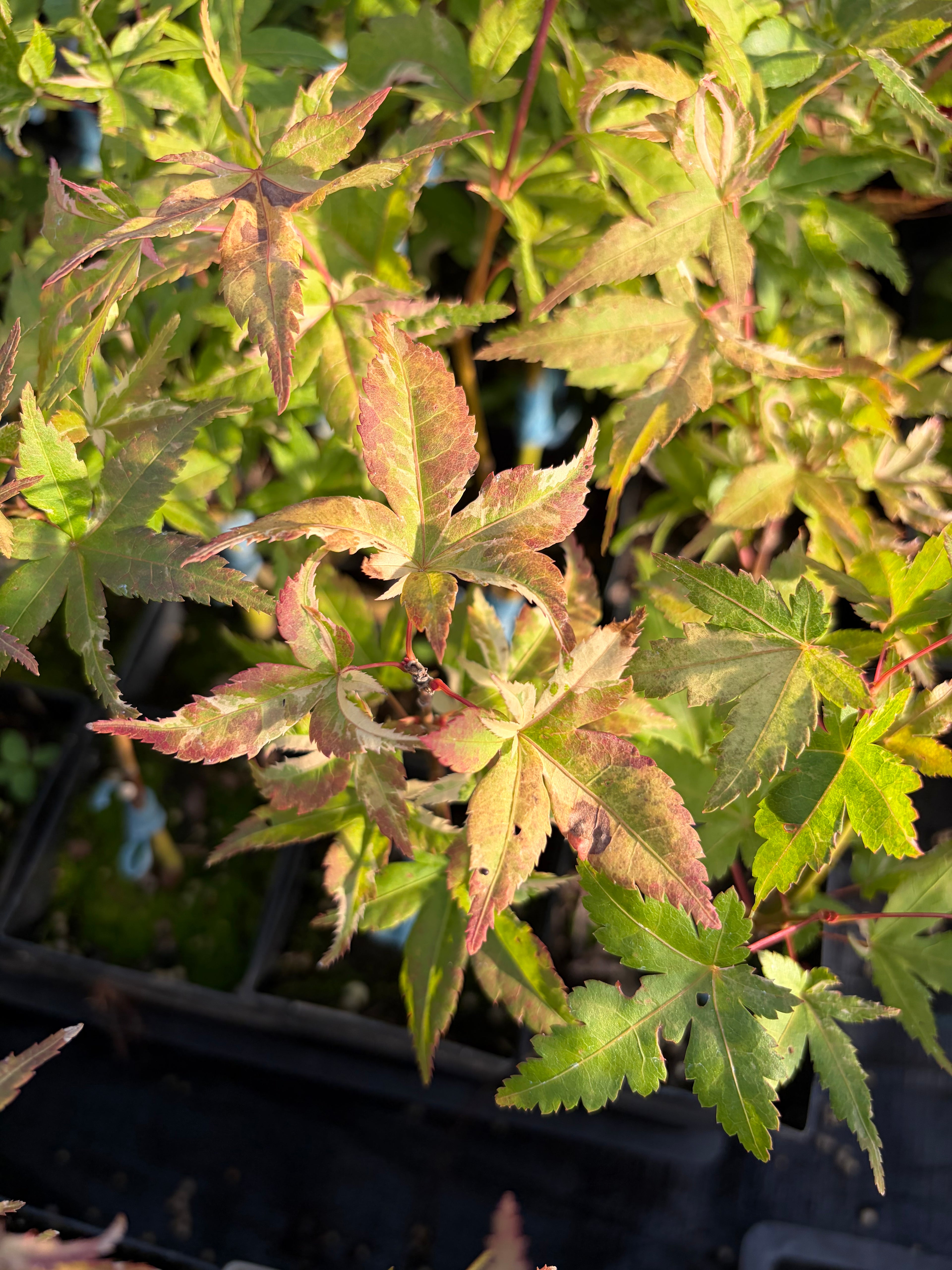 Acer Palmatum ‘Kasen Nishiki’