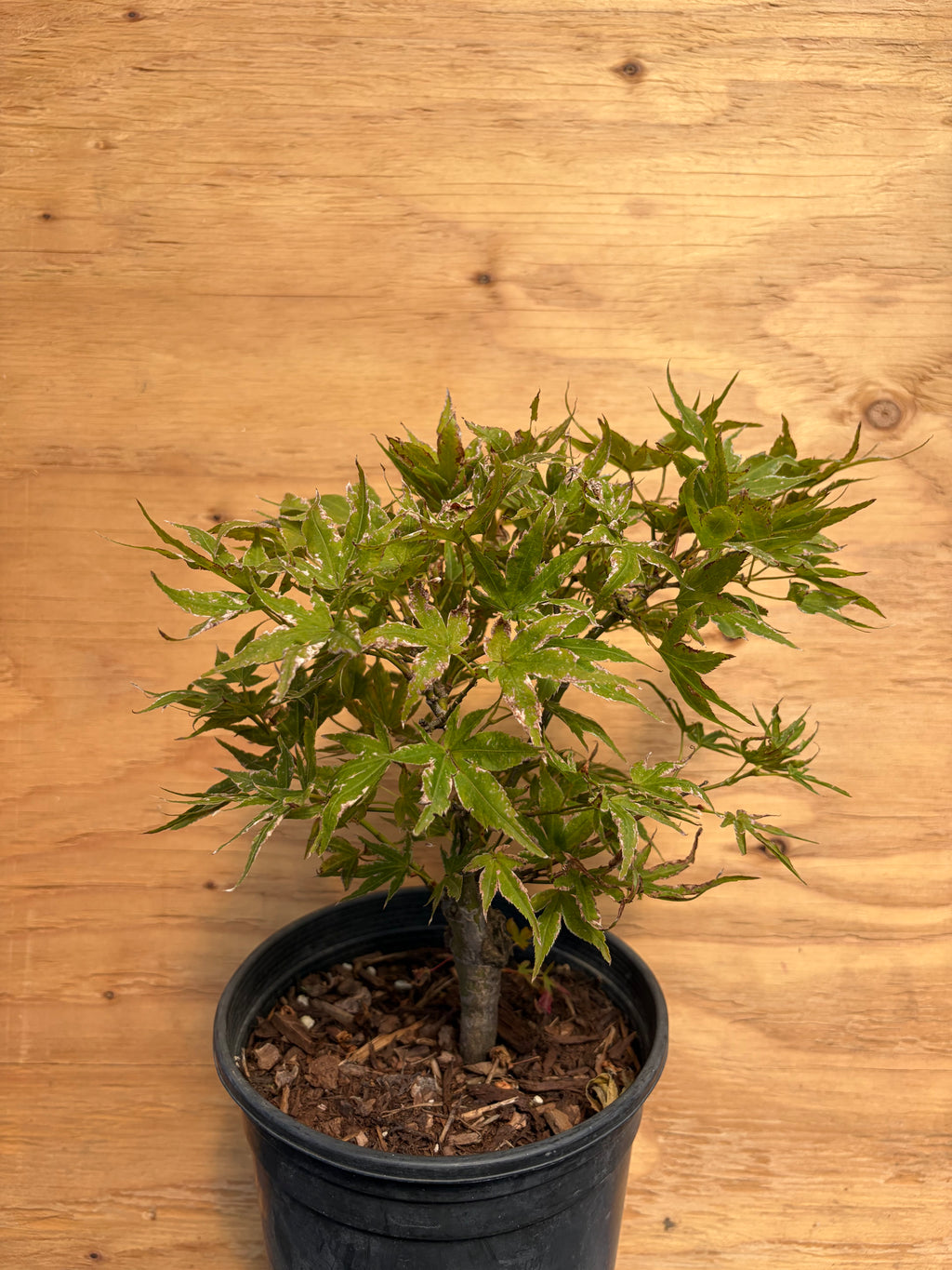 Acer Palmatum ‘Ruby Star’