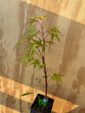 Acer Palmatum ‘Nishiki Gawa’