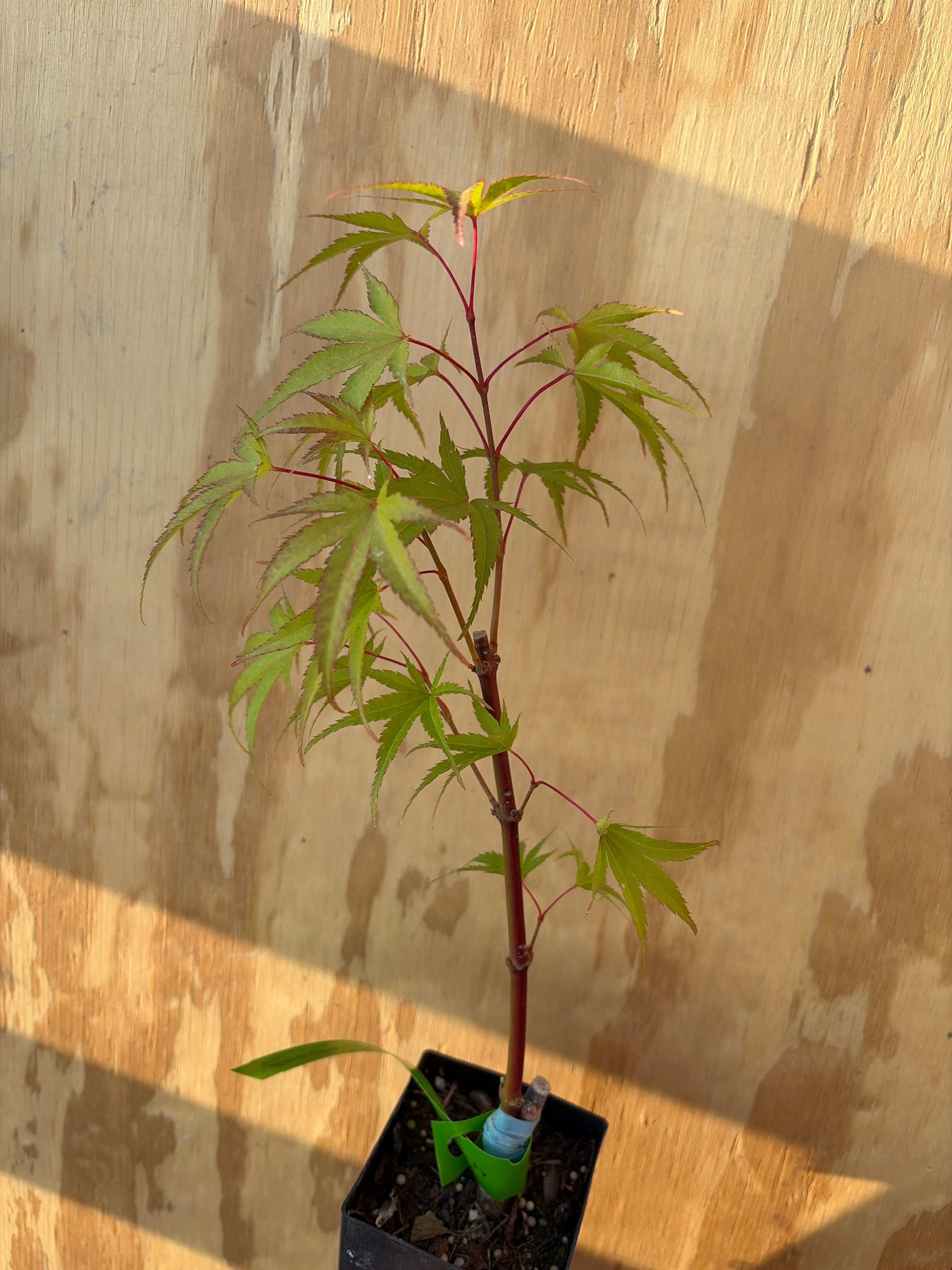 Acer Palmatum ‘Nishiki Gawa’