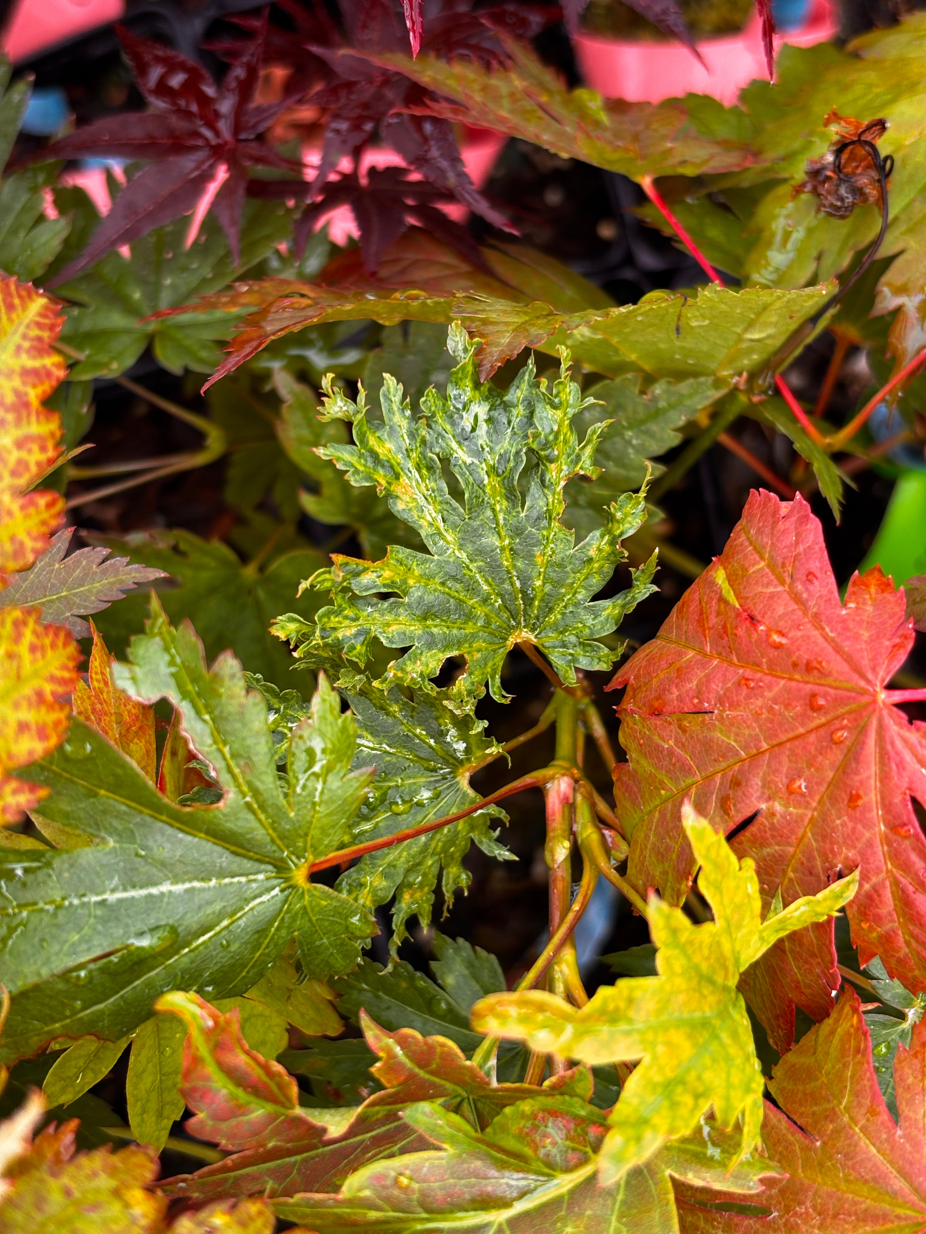 Acer Japonicum ‘O Otaki’