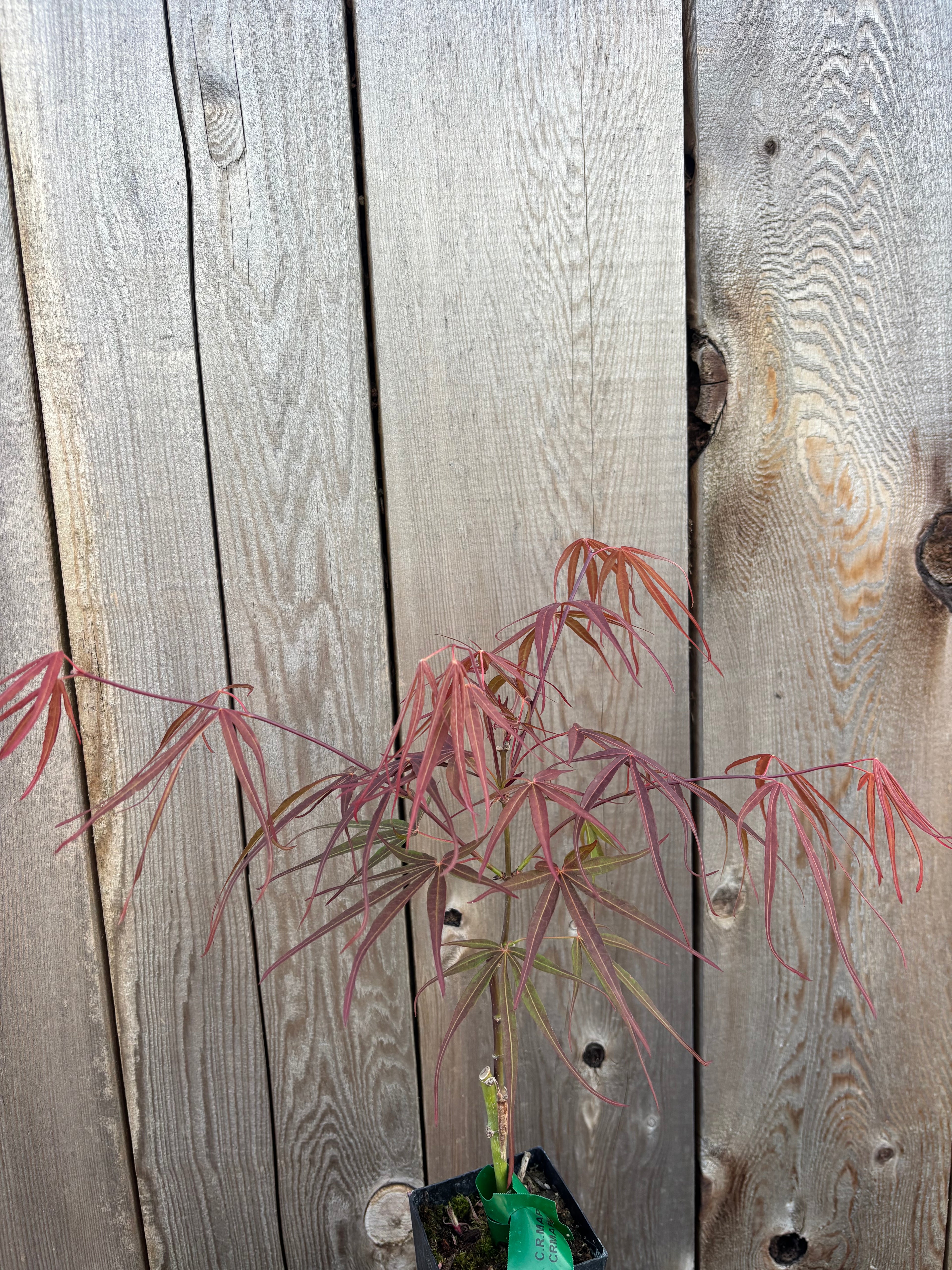 Acer Palmatum ‘Atrolineare’