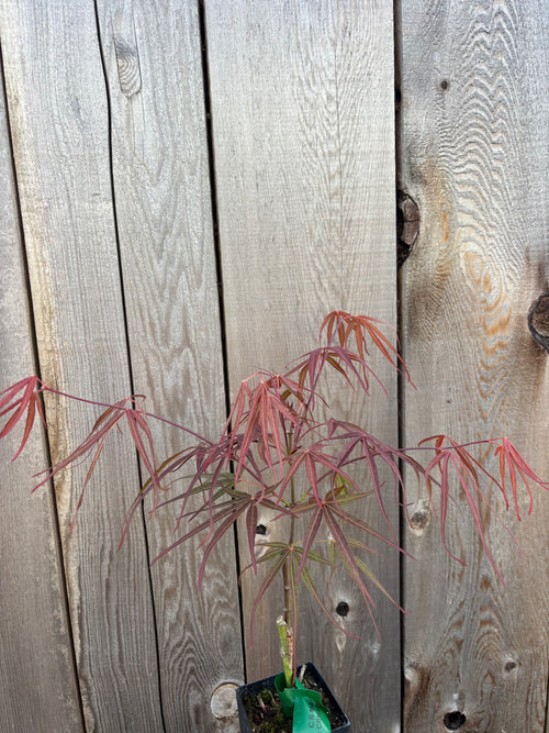 Acer Palmatum ‘Atrolineare’