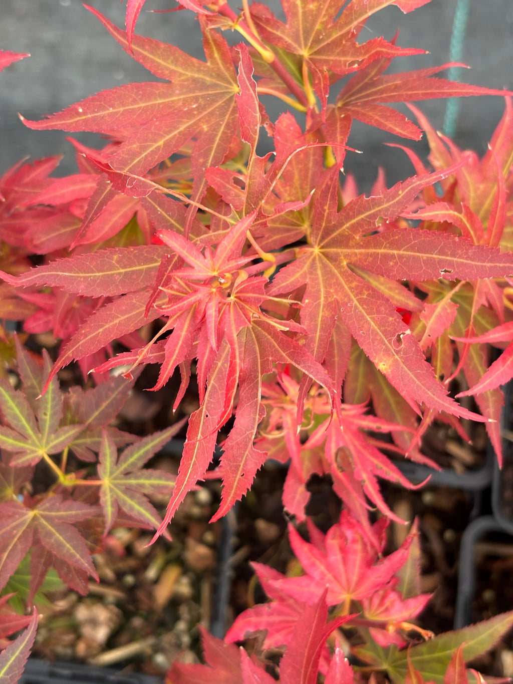 Acer Palmatum ‘Aratama’