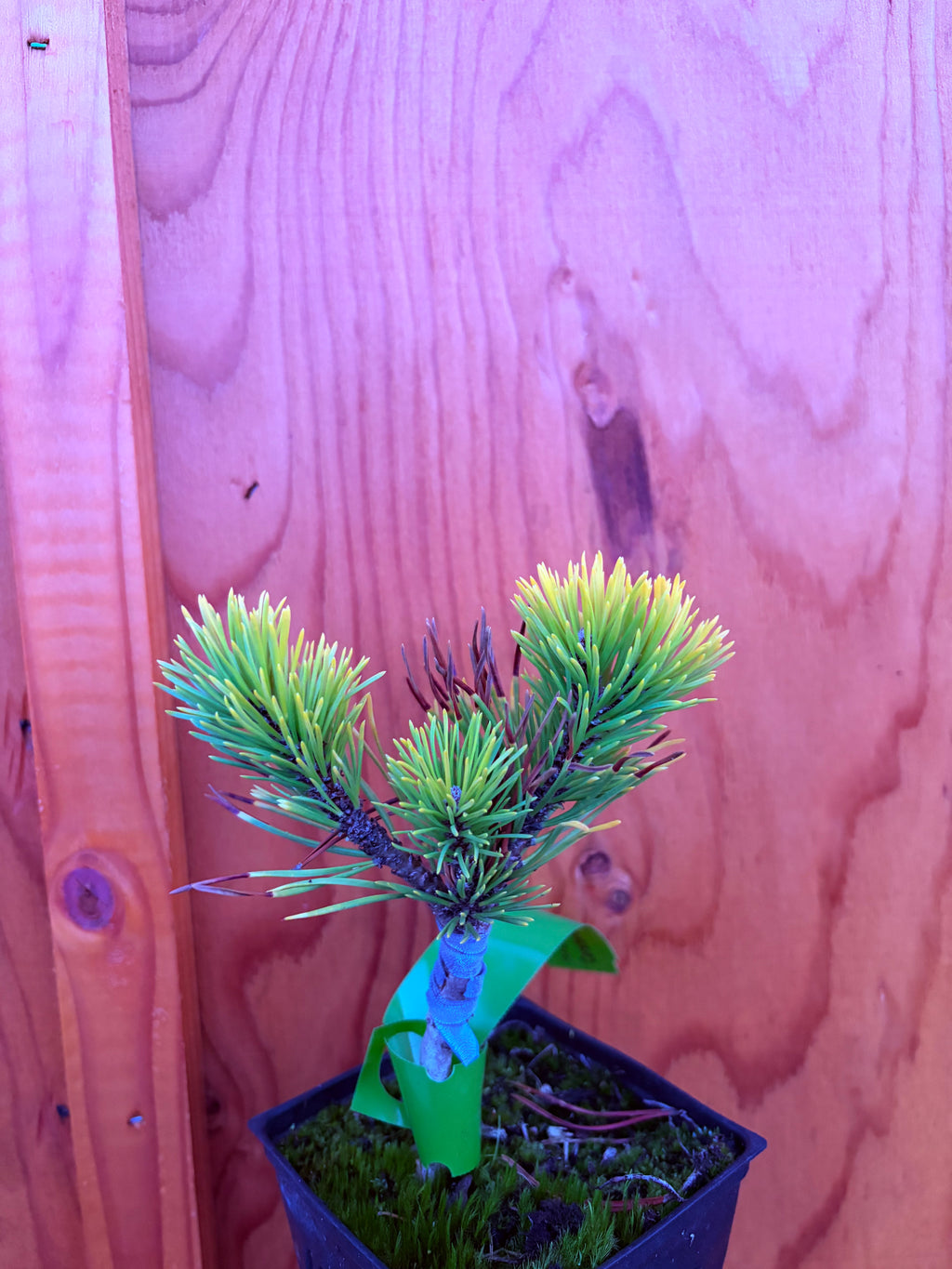 Carsten’s Wintergold Mugo Pine