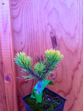 Carsten’s Wintergold Mugo Pine