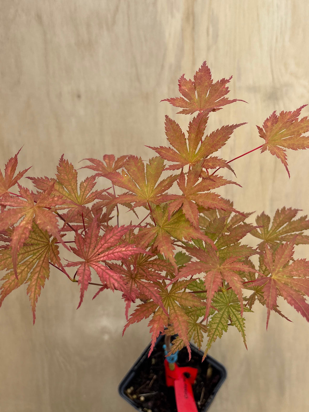 Acer Palmatum ‘Ariadne’
