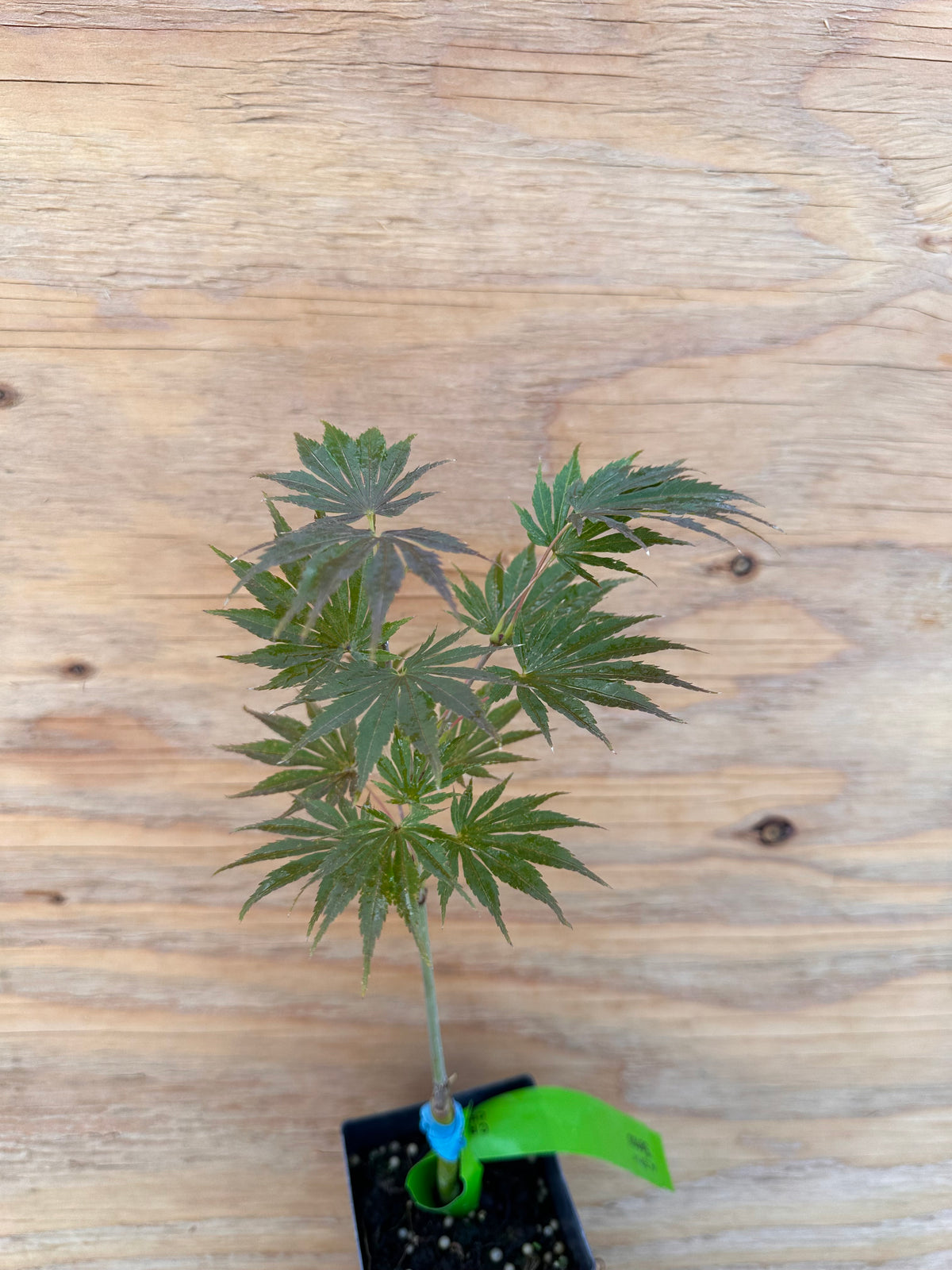 Acer . Shir. ‘Sensu’