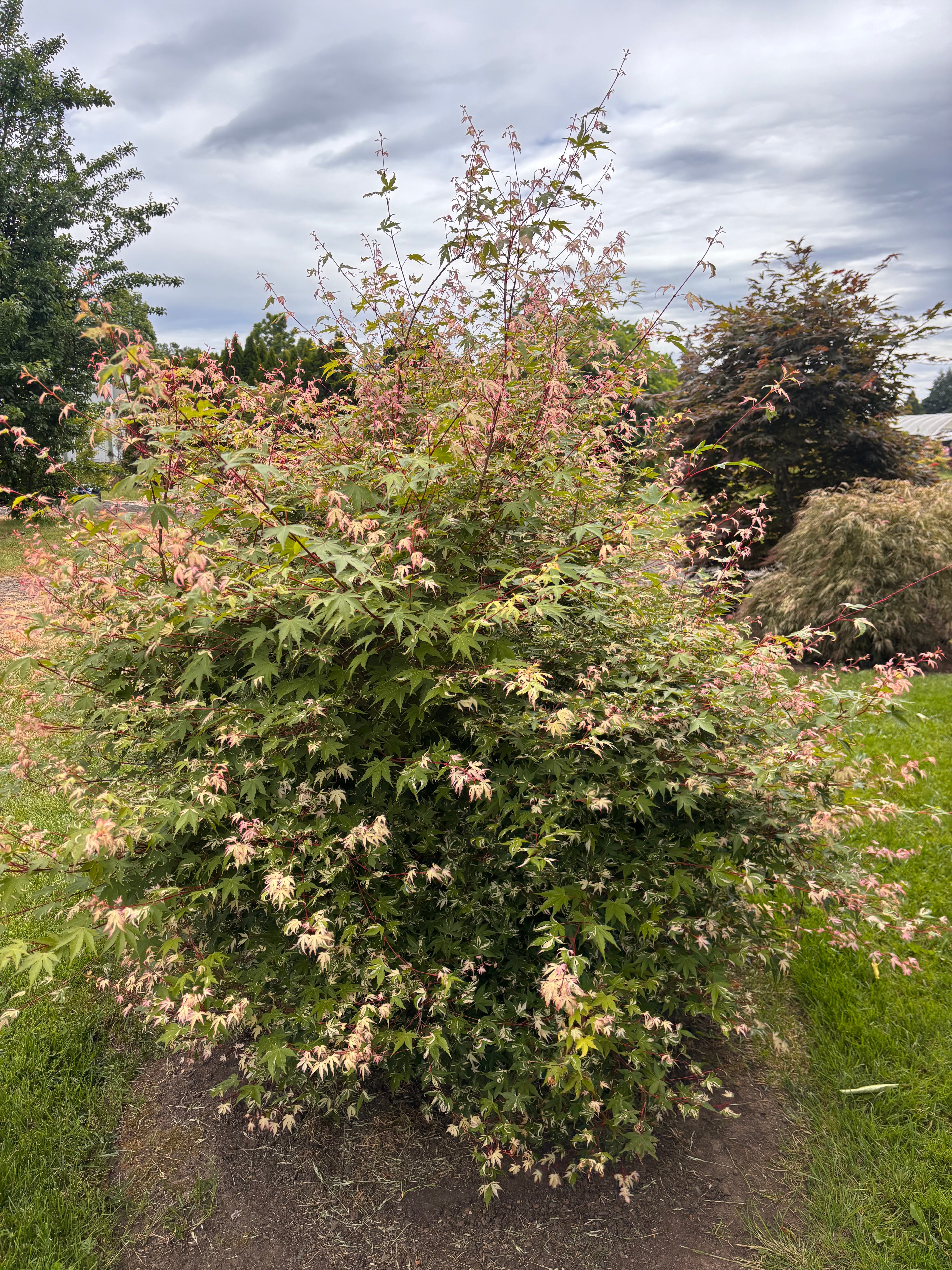 Acer Palmatum ‘Taiyo Nishiki’