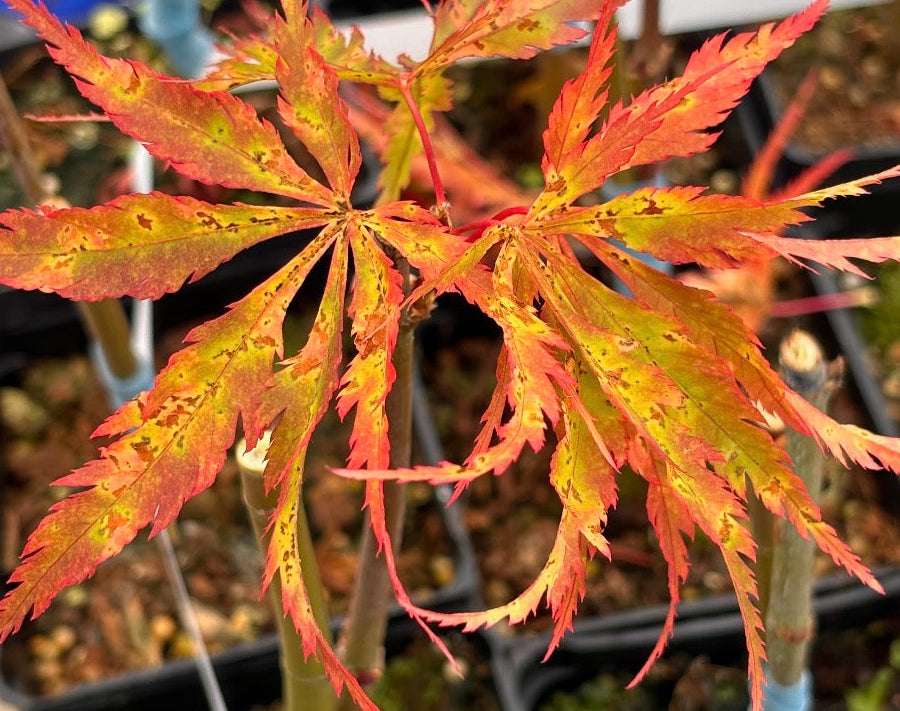 Acer Palmatum ‘Fascination’