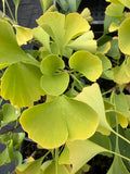 Ginkgo ‘Snow Cloud’