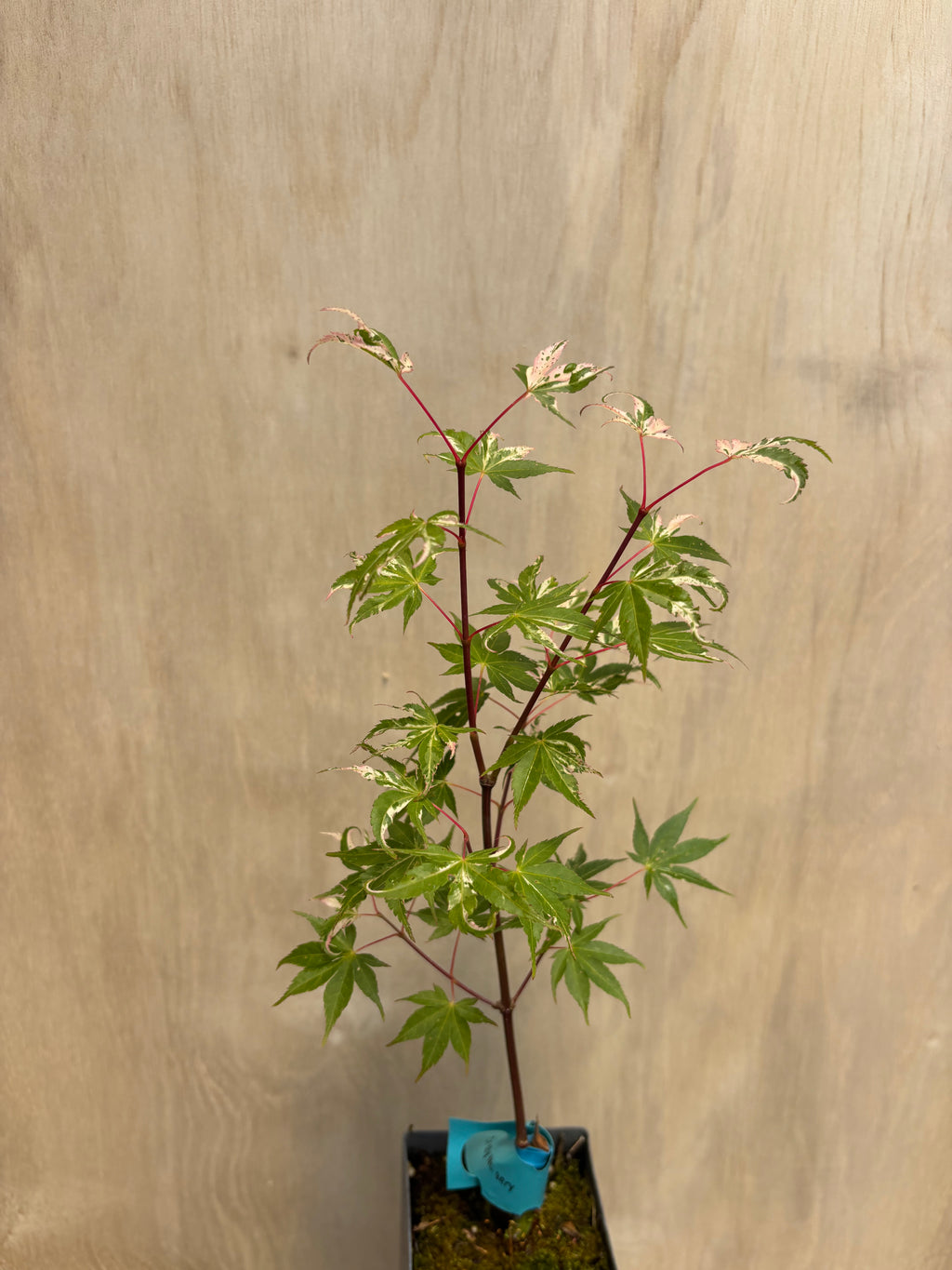 Acer Palmatum ‘Kotobuki’