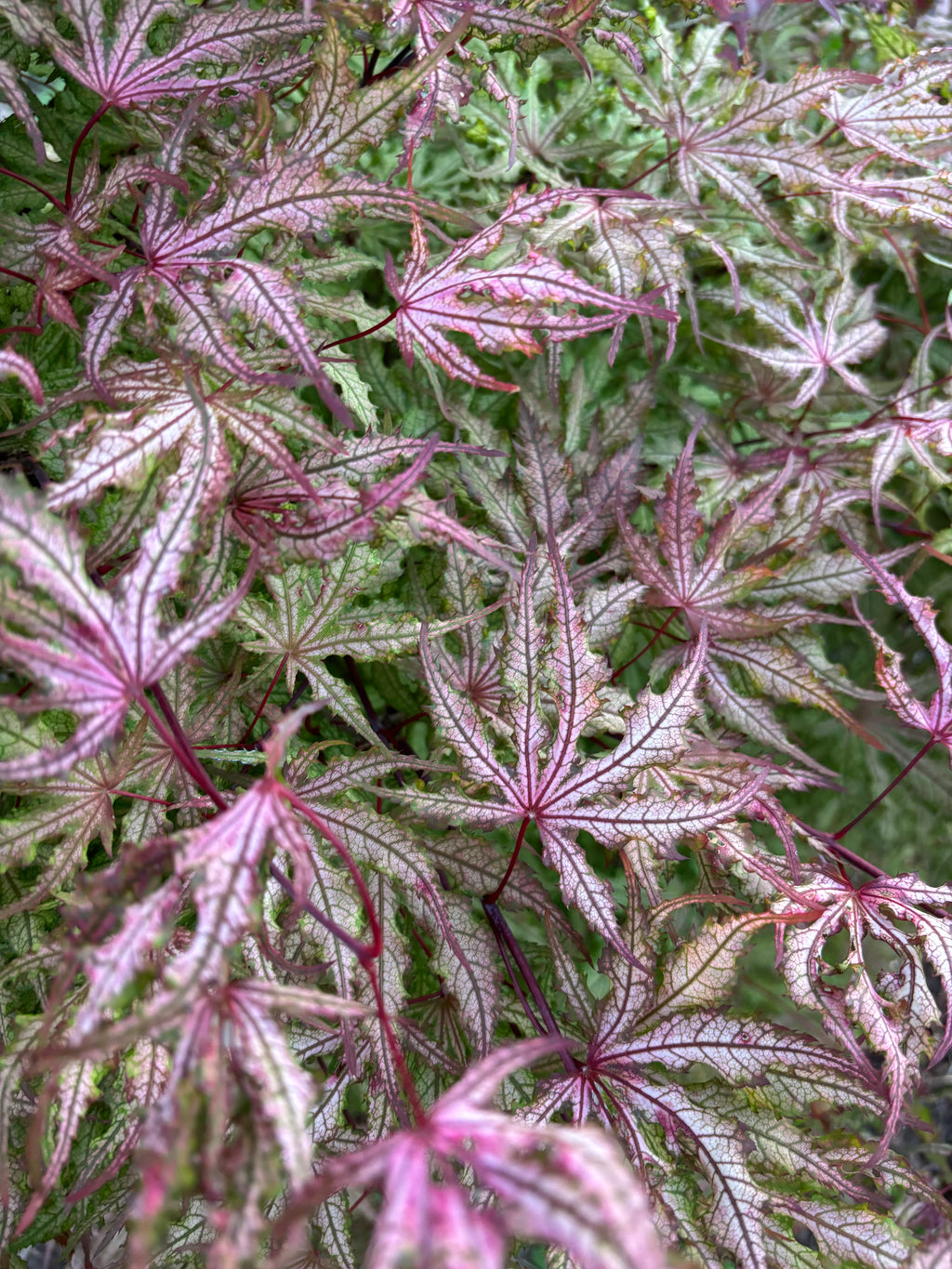 Acer Palmatum ‘Strawberry Spring’