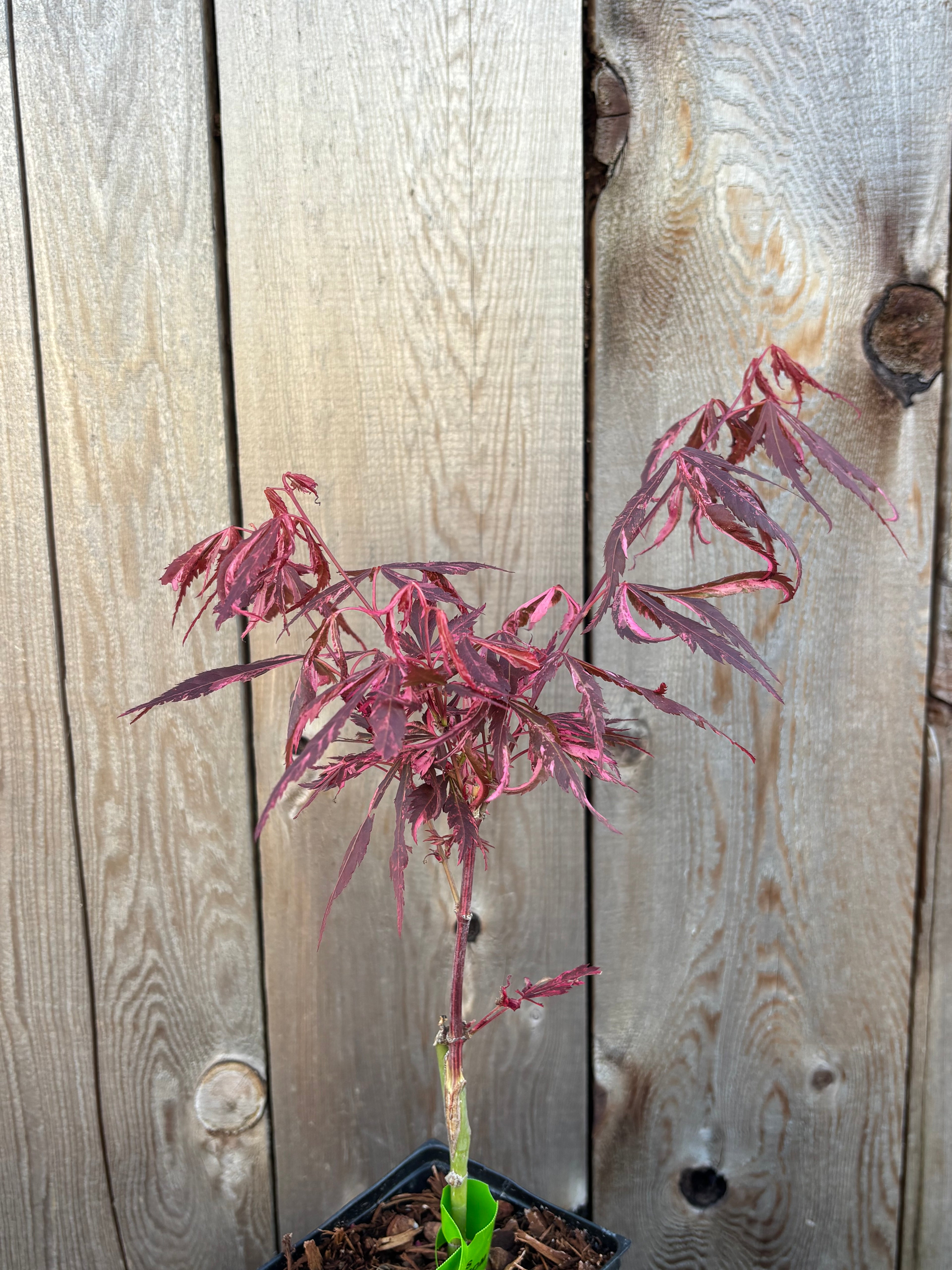 Acer Palmatum ‘Lileeane’s Jewels’