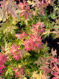 Acer Palmatum ‘Ramona’