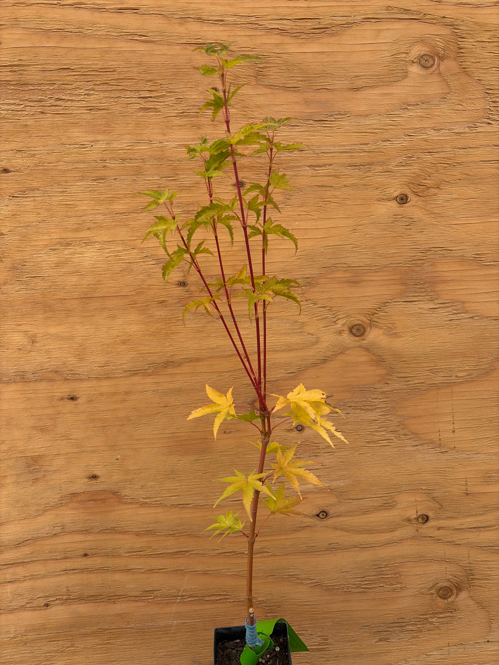 Acer Palmatum ‘Sango Kaku’