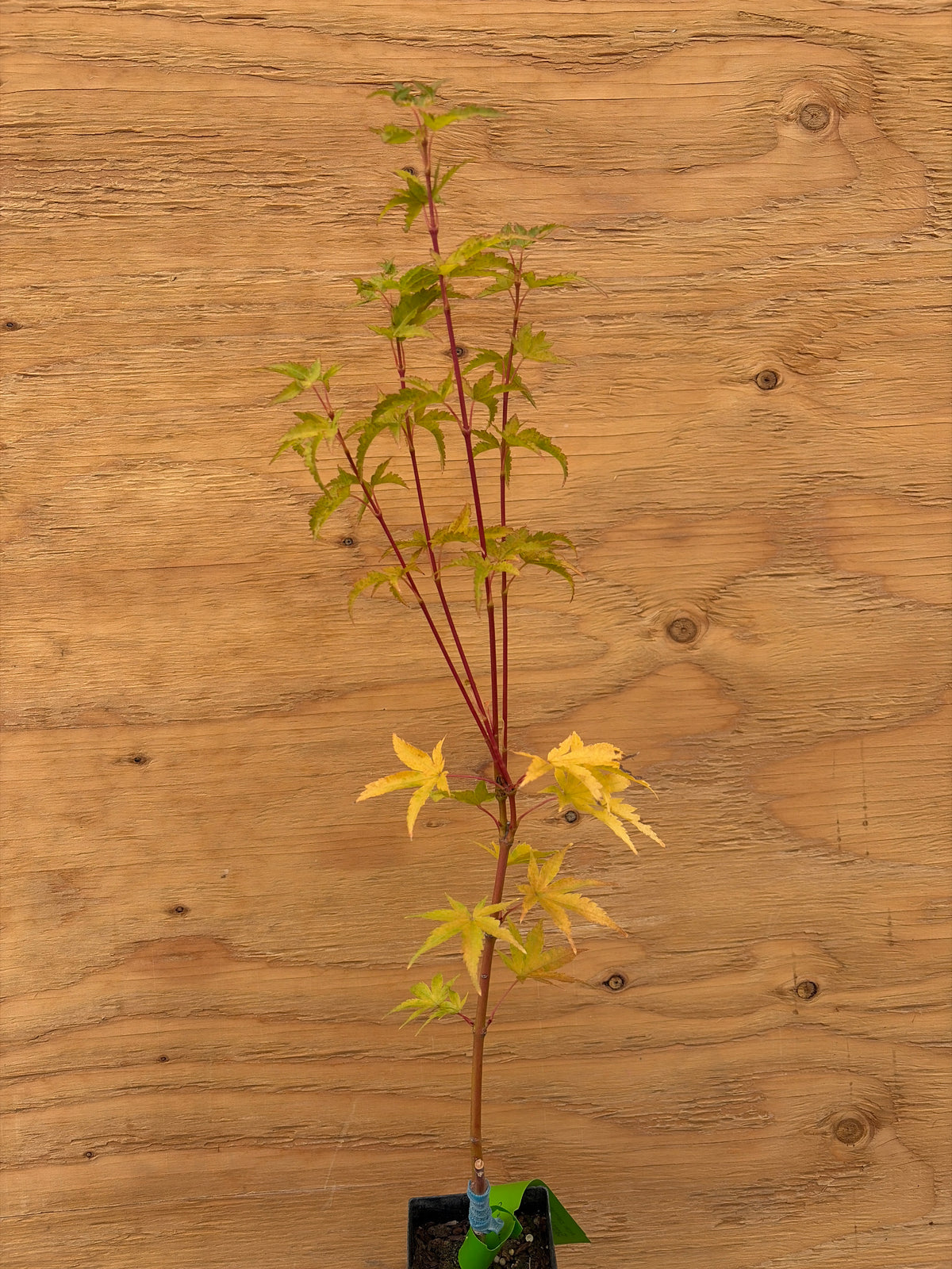 Acer Palmatum ‘Sango Kaku’