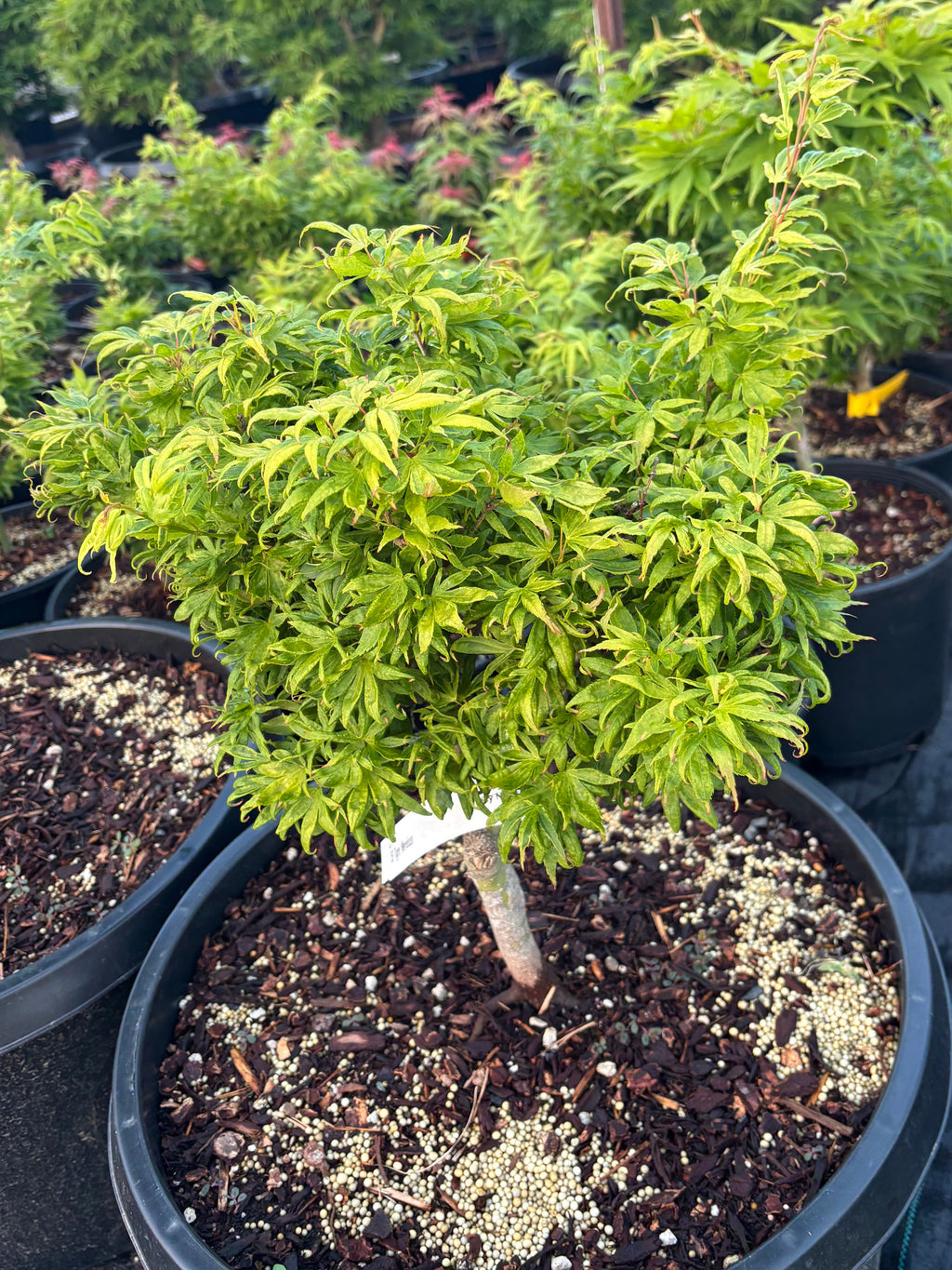 Acer Palmatum ‘El Tigre’ Mendoza