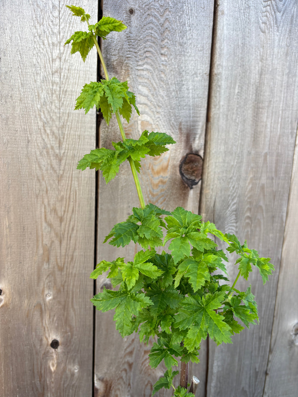 Acer Circinatum ‘Pacific Sprite’ (Graft Liner)