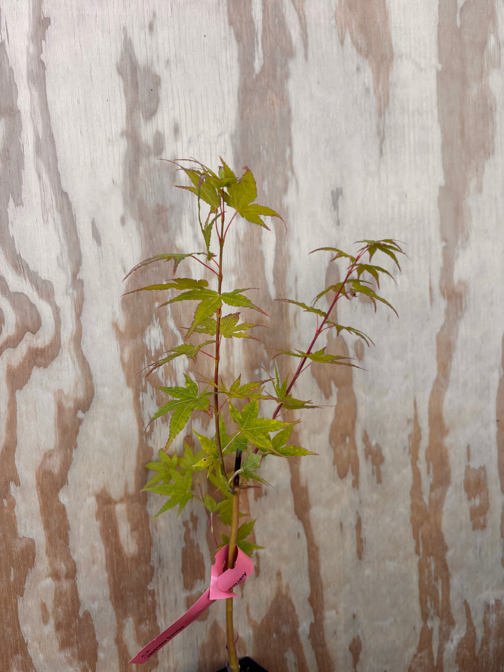Acer Palmatum ‘Japanese Sunrise’
