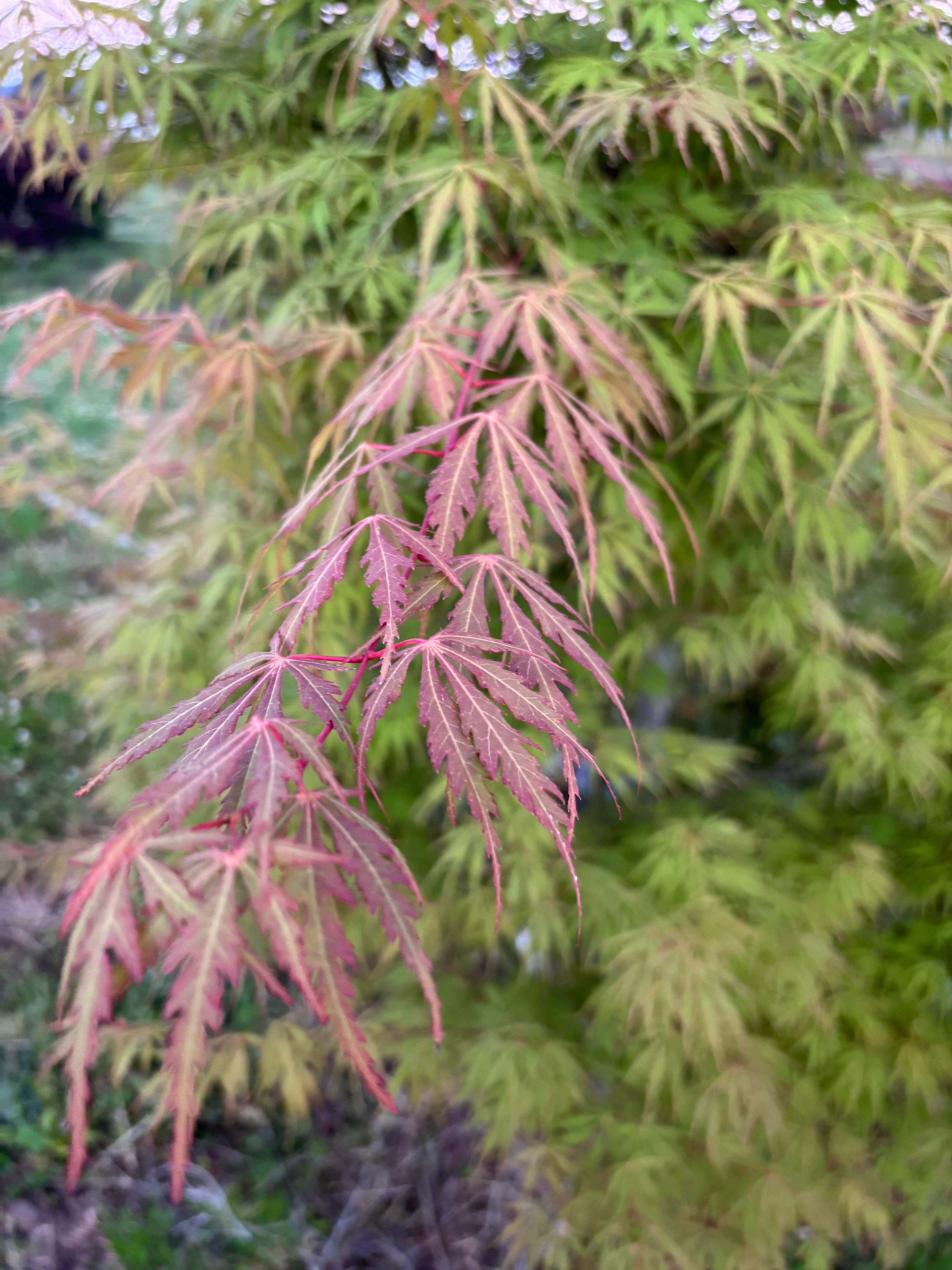 Acer Palmatum ‘Van Essen Gold’