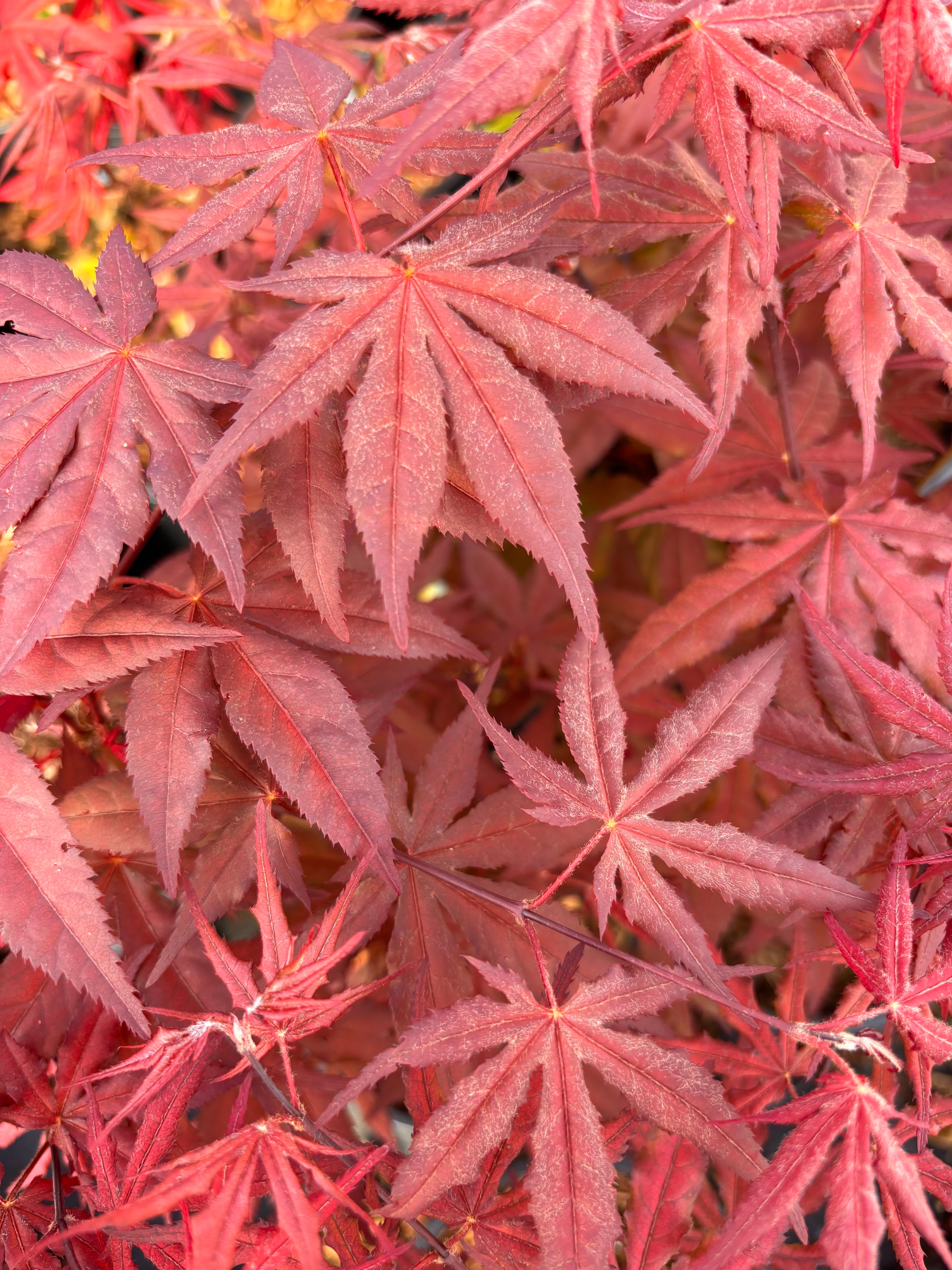 Acer Palmatum ‘Black Hole’