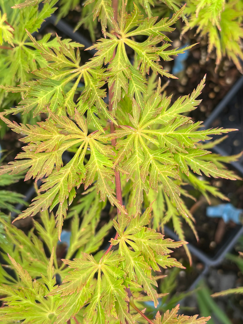 Acer Shirasawanum ‘Green Snowflake’