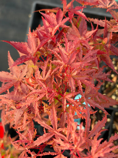 Acer Palmatum ‘Beni Komachi’