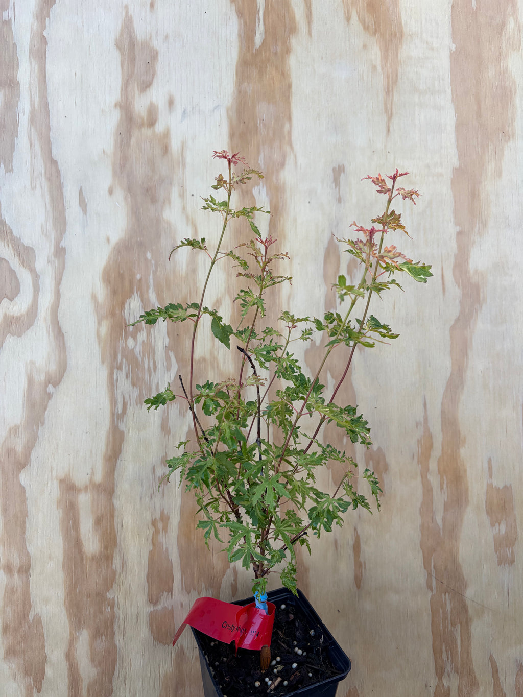 Acer Palmatum ‘Dr.Suess’