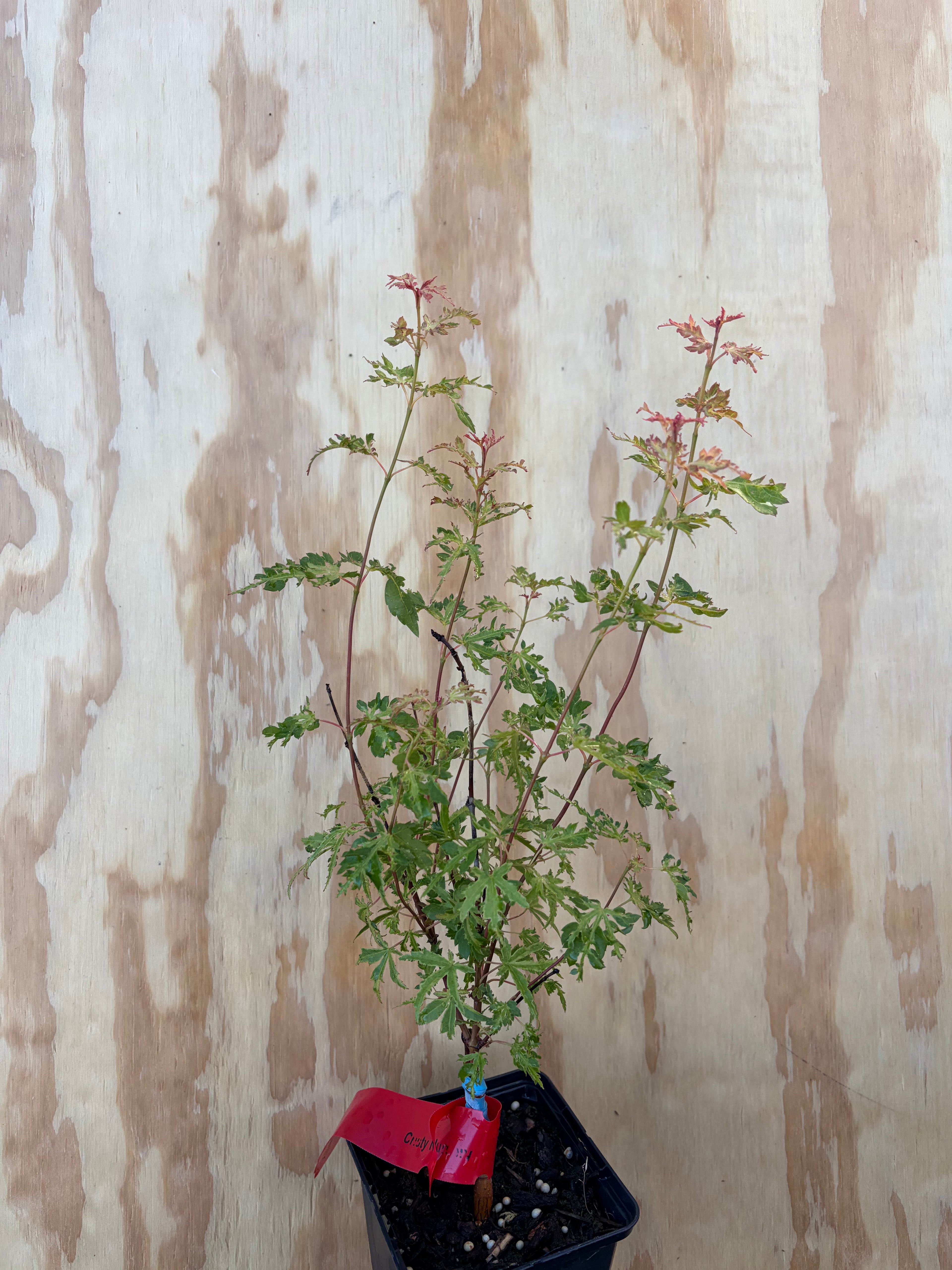 Acer Palmatum ‘Dr.Suess’