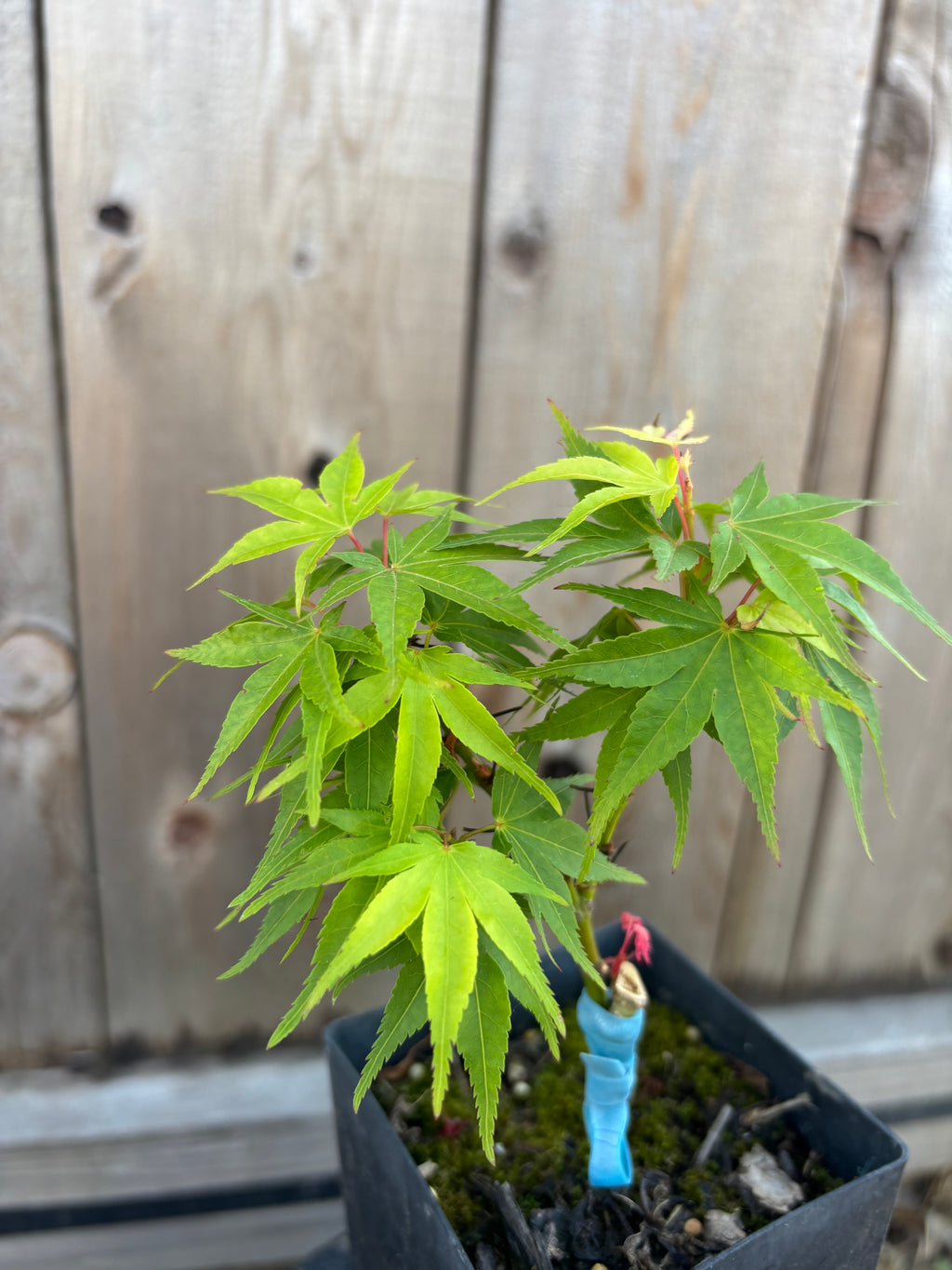 Mr.Miyagi