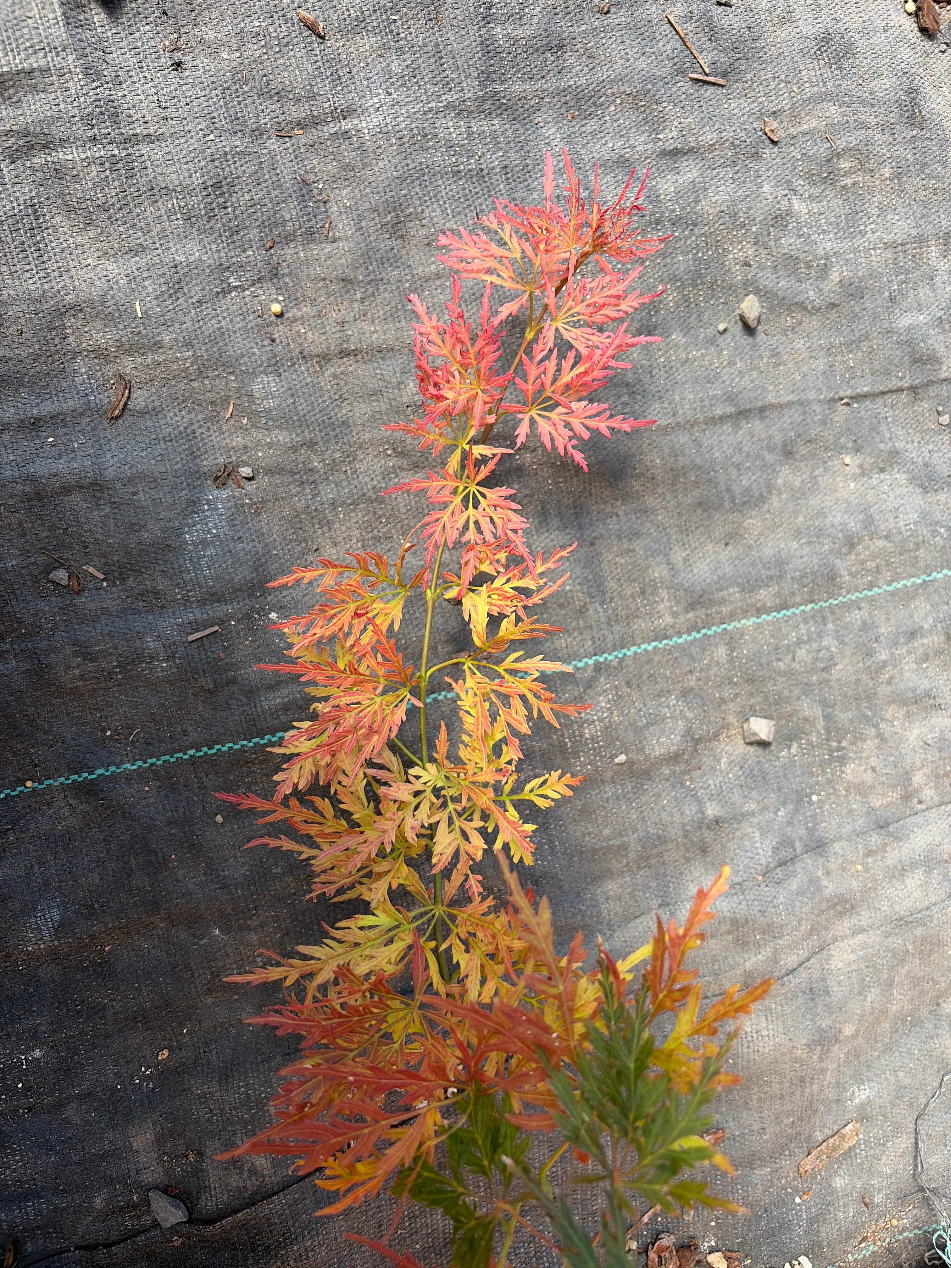 Acer Palmatum ‘Orangeola’