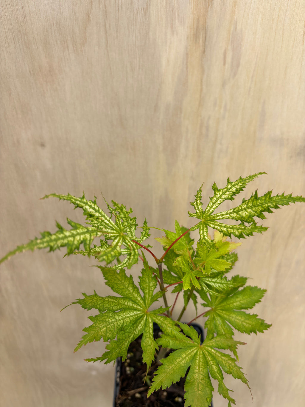 Acer Palmatum ‘Sister Ghost’