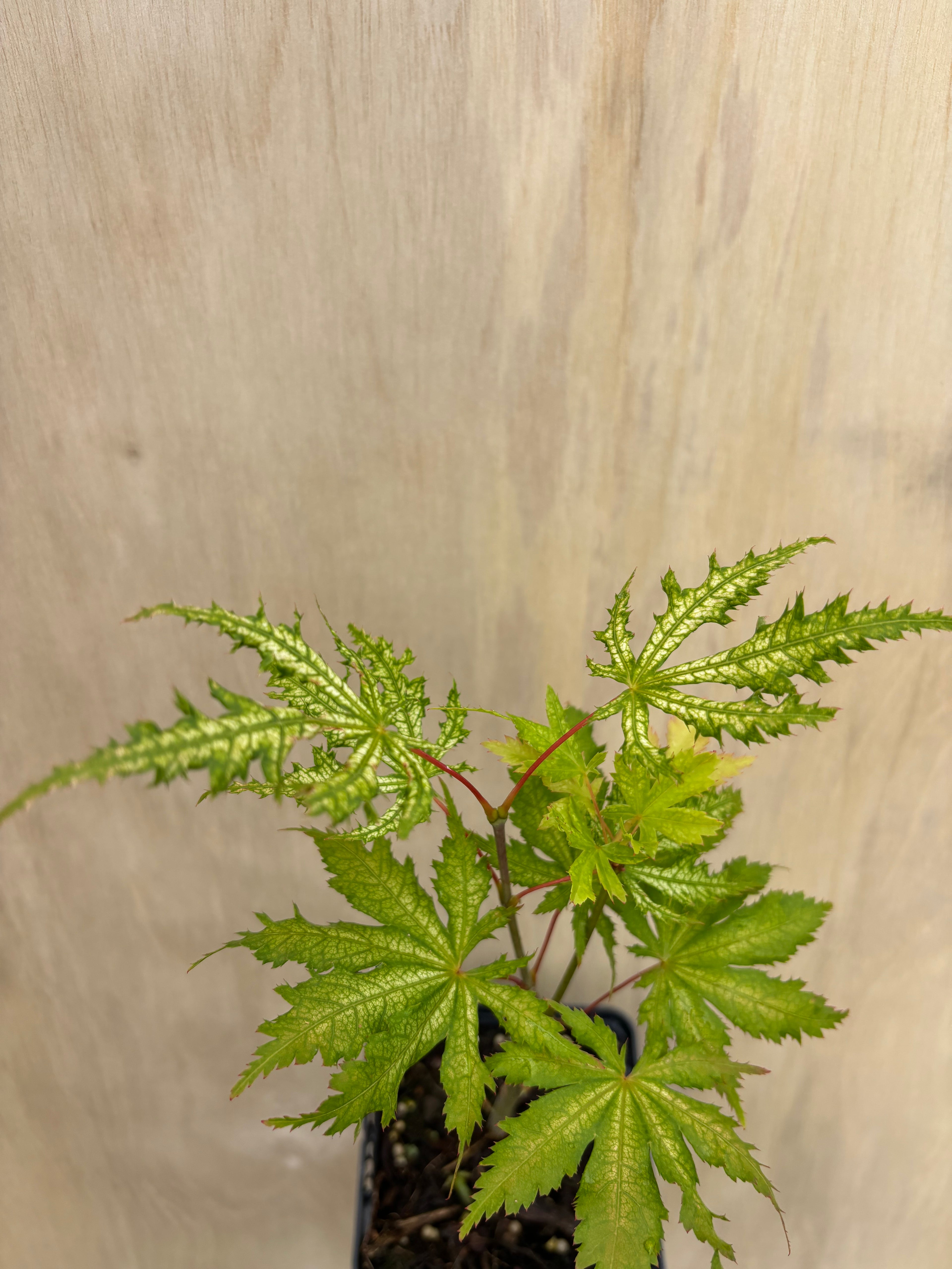 Acer Palmatum ‘Sister Ghost’