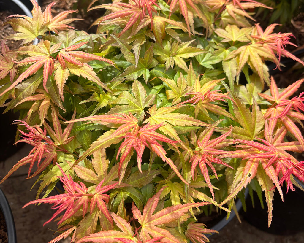 Acer Palmatum ‘Sonya Yatsubusa’  NEW / RARE