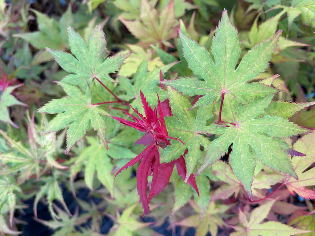 Acer Palmatum ‘Celebration’