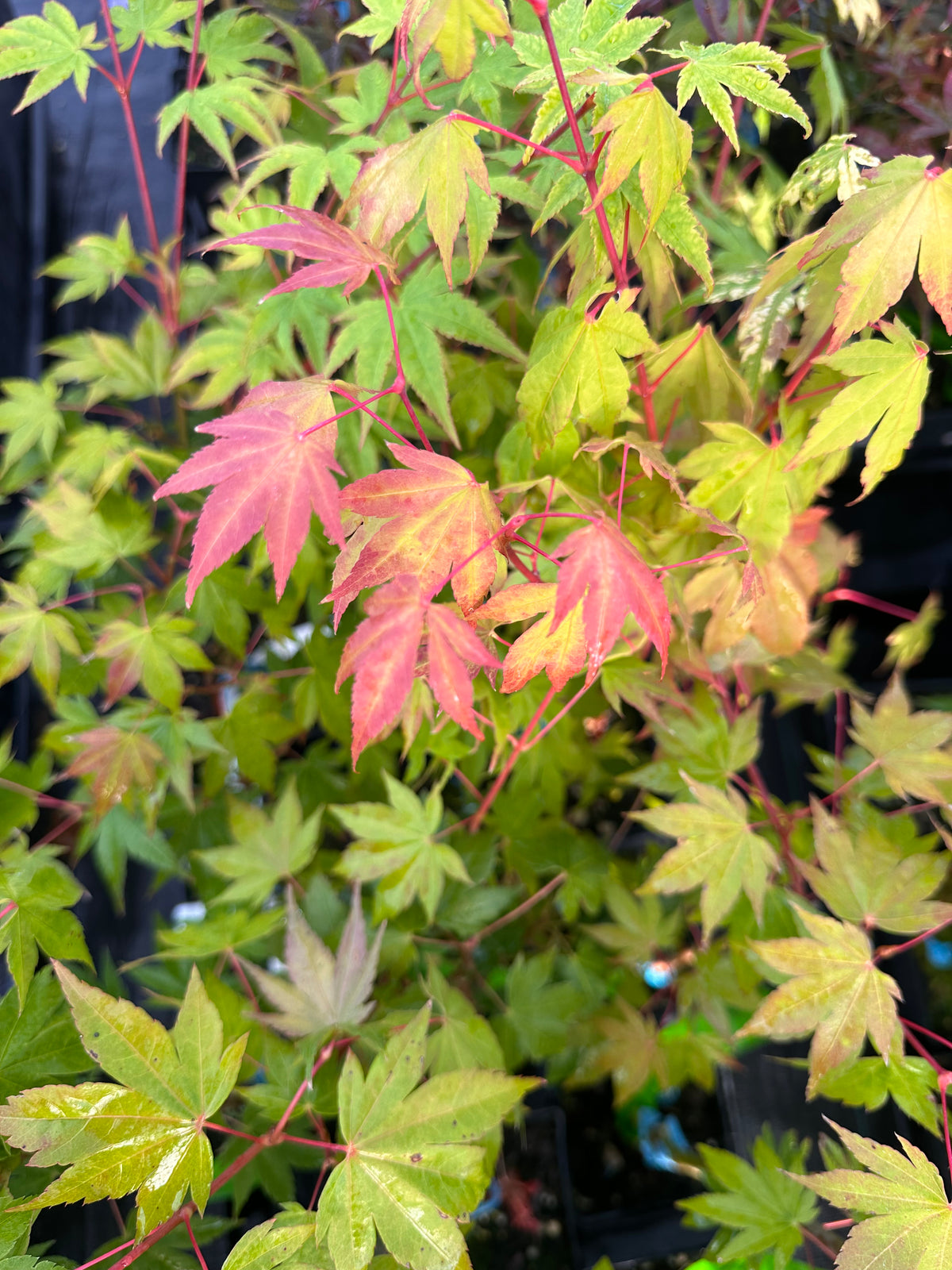 Acer Shirasawanum ‘Garden Glory’