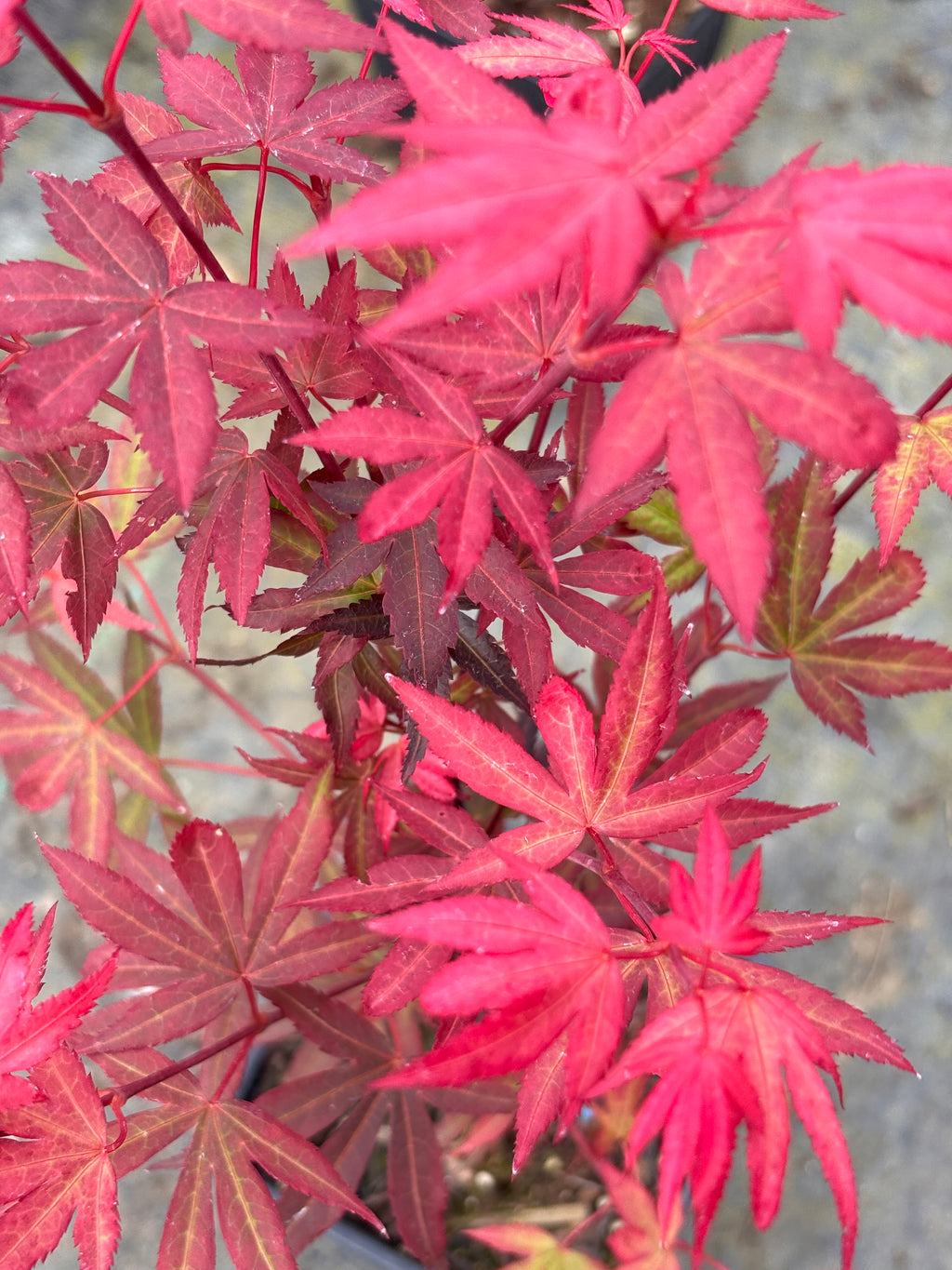 Acer Palmatum ‘Kandy Kitchen’