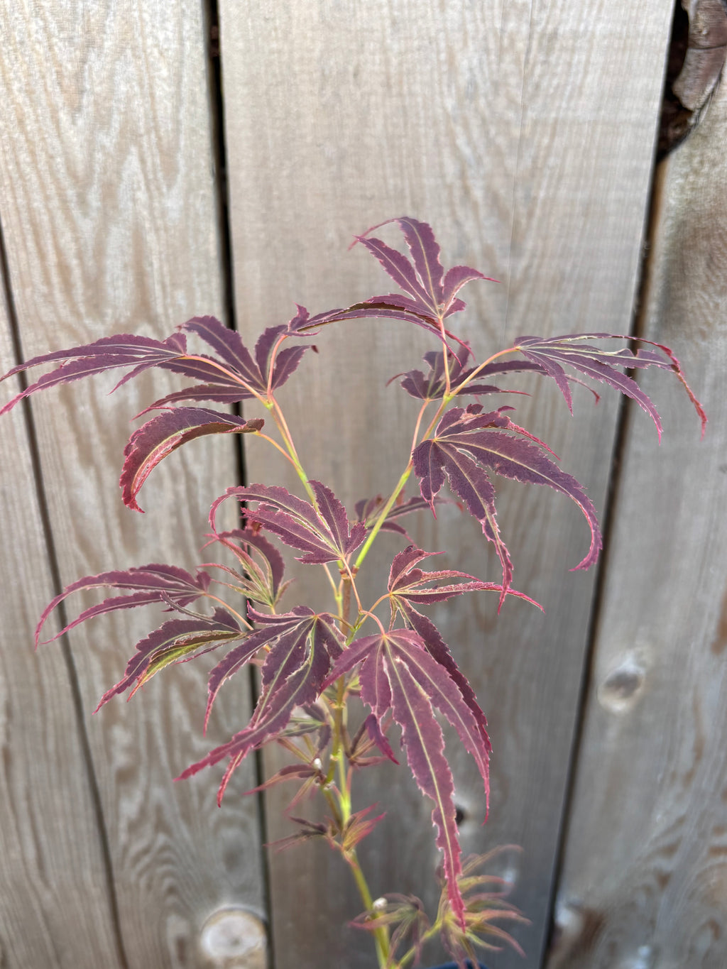 Acer Palmatum ‘Manyo No Sato’
