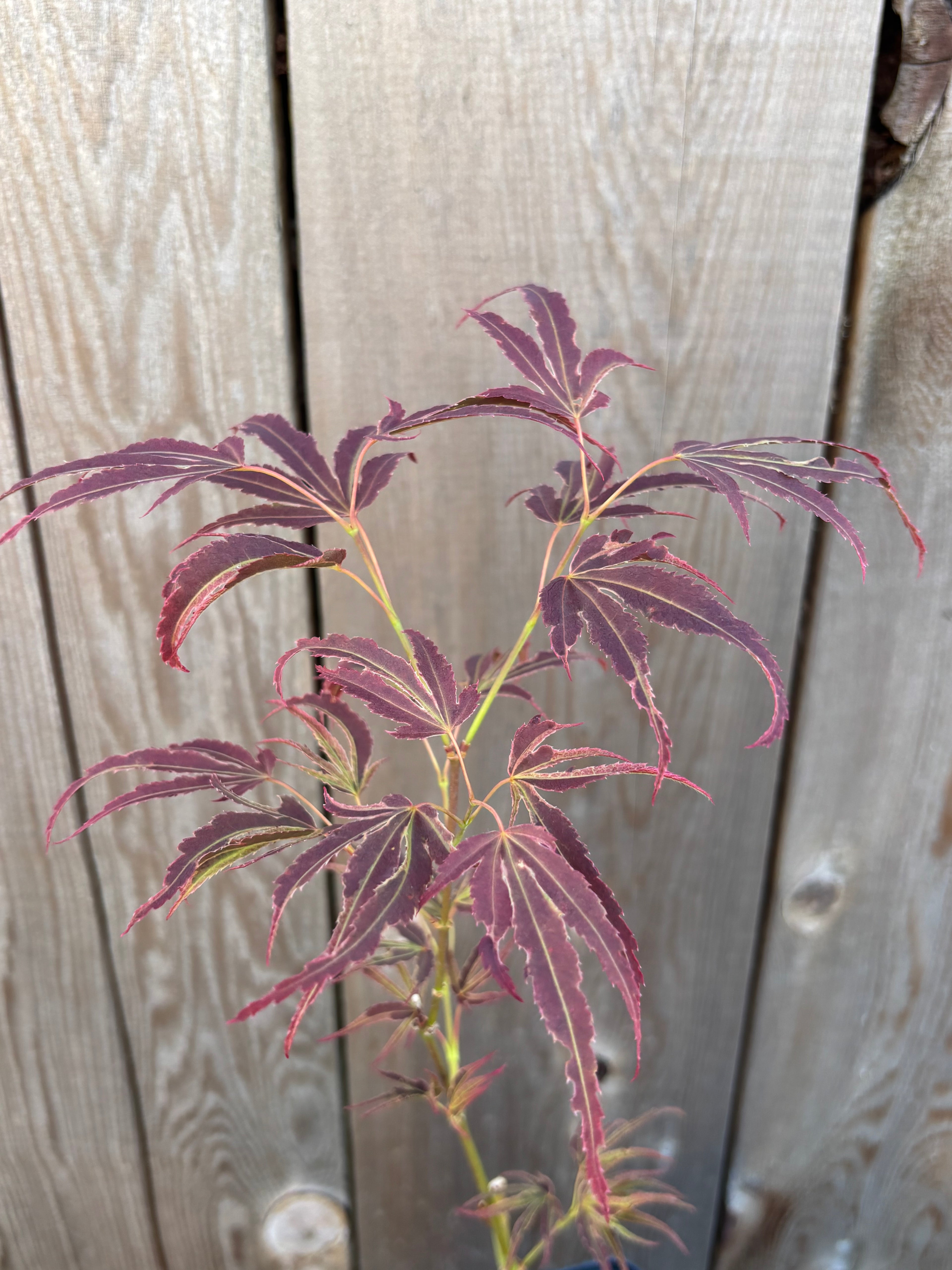 Acer Palmatum ‘Manyo No Sato’