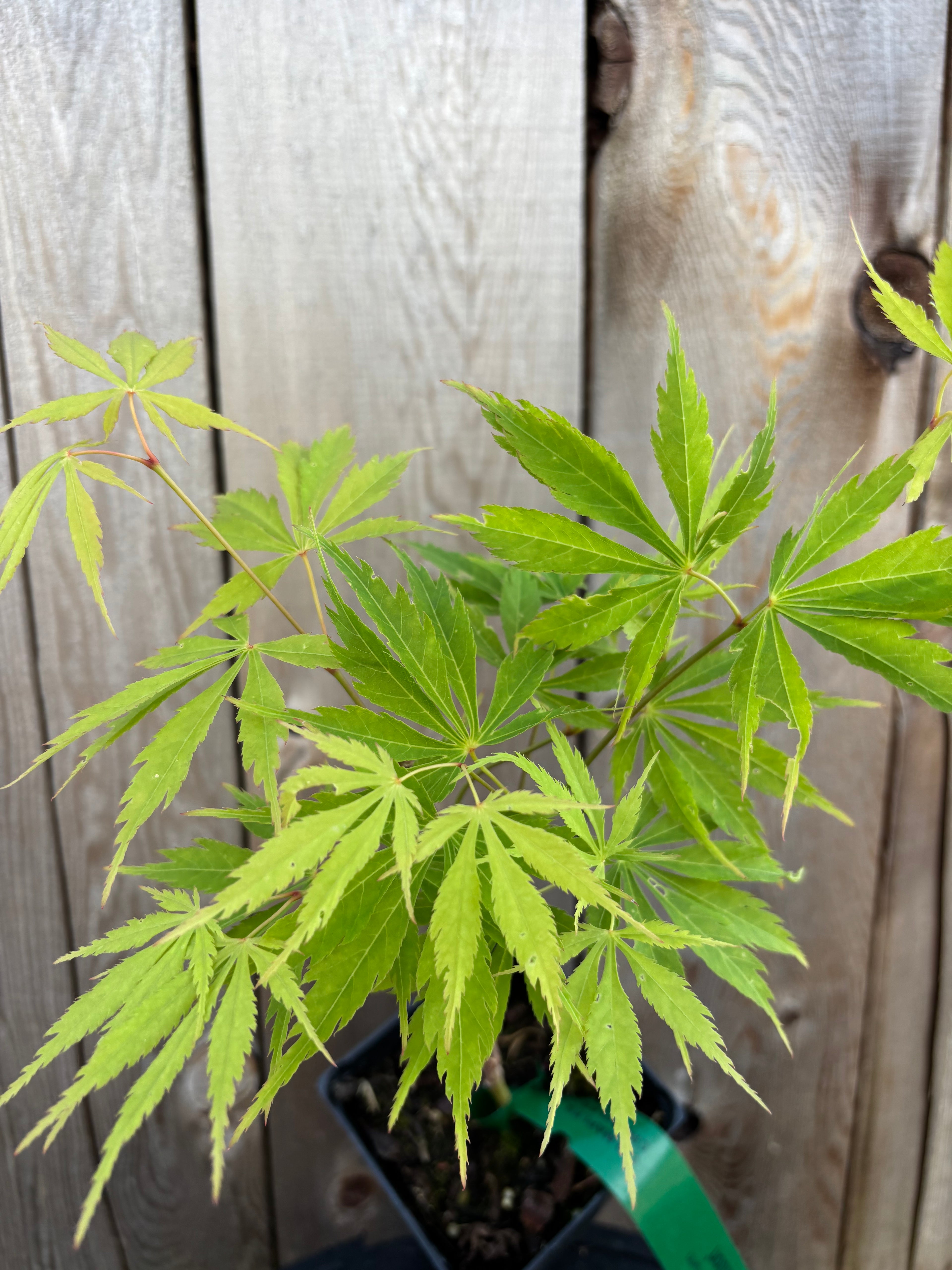Acer Palmatum ‘Fascination’
