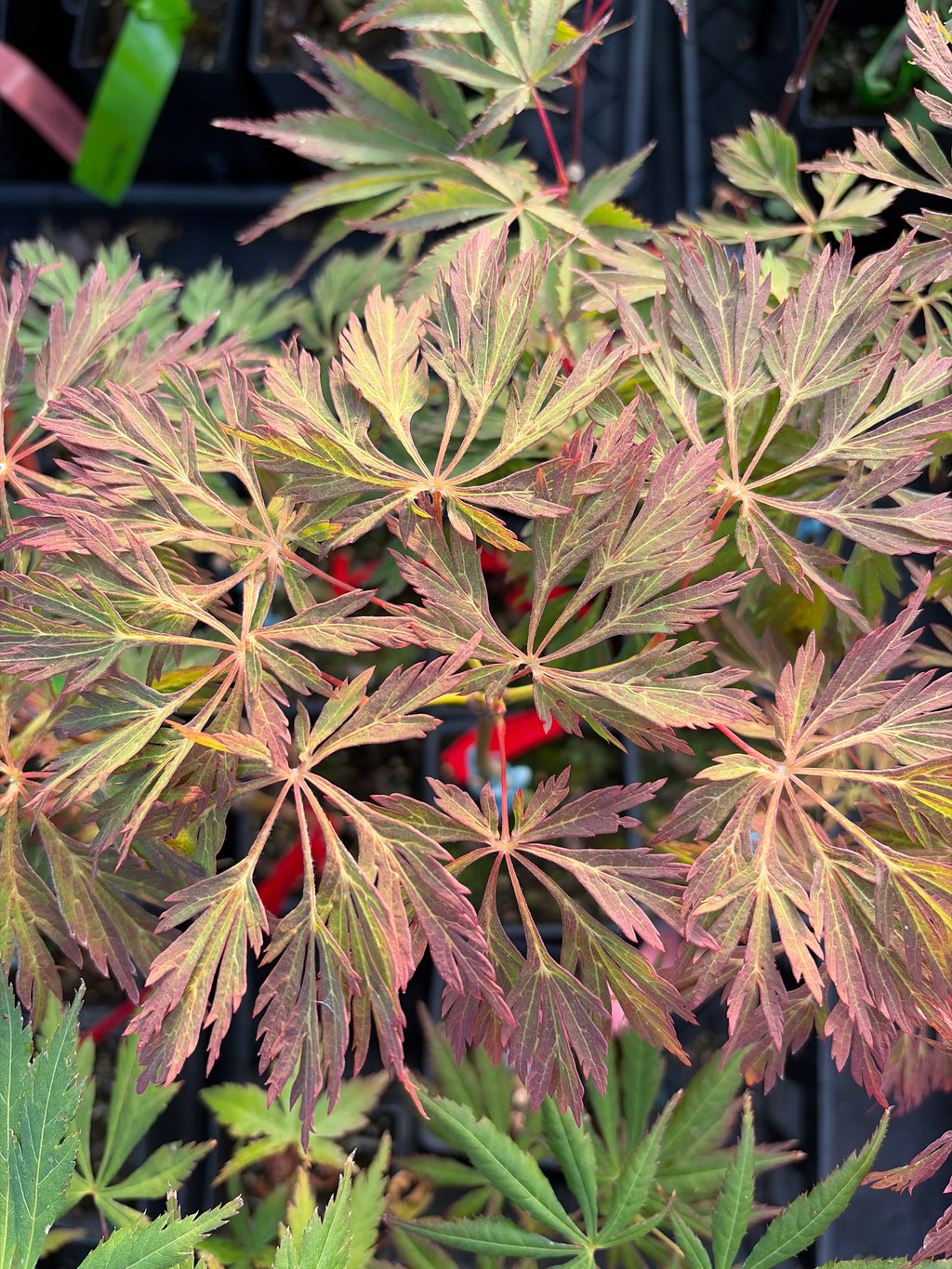 Acer Japonicum 'Oregon Fern'
