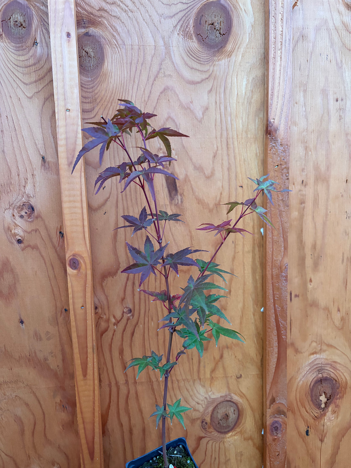 Acer Palmatum ‘Beni Maiko’