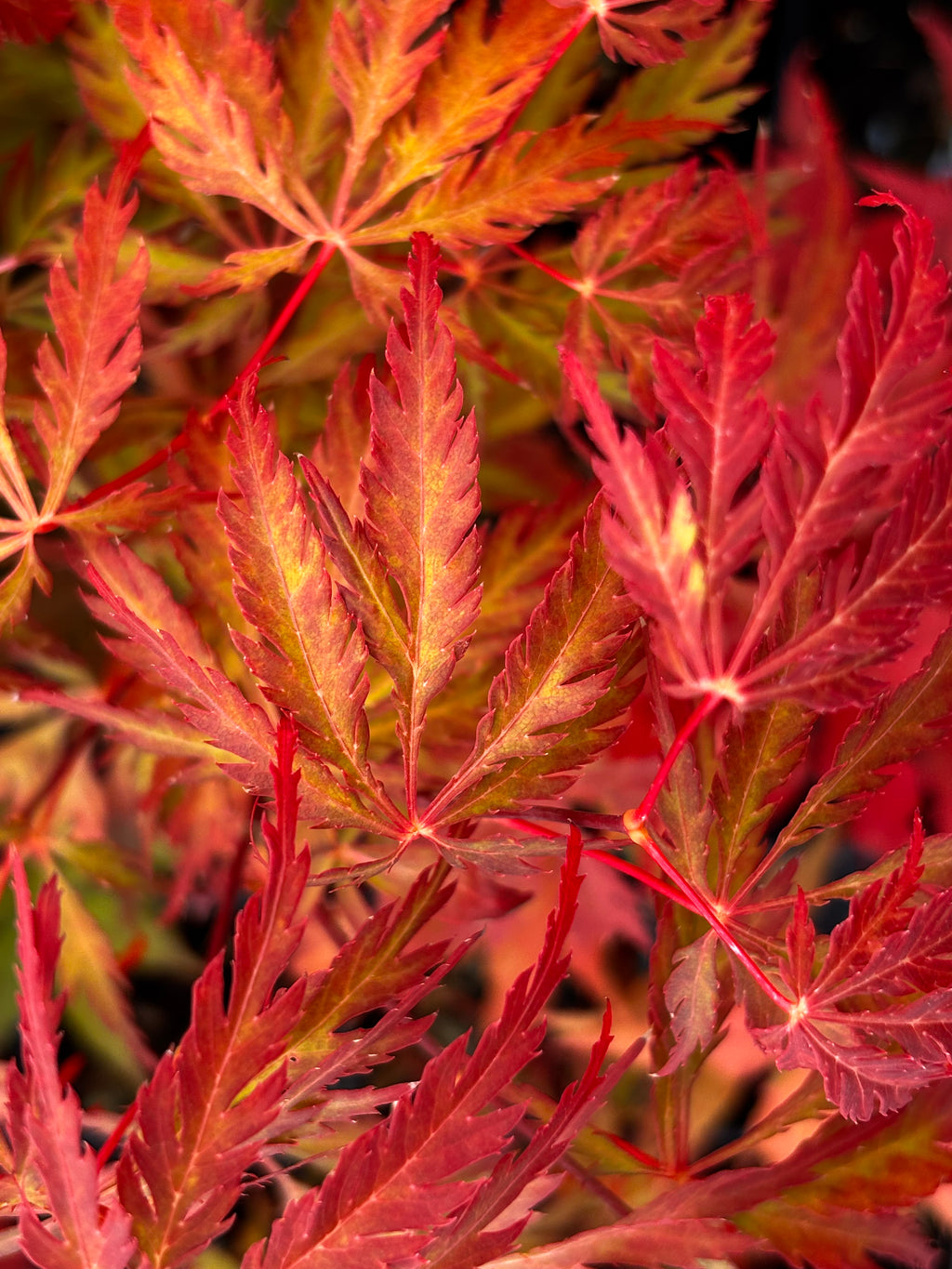 Acer Palmatum Dissectum ‘Heartbeat’