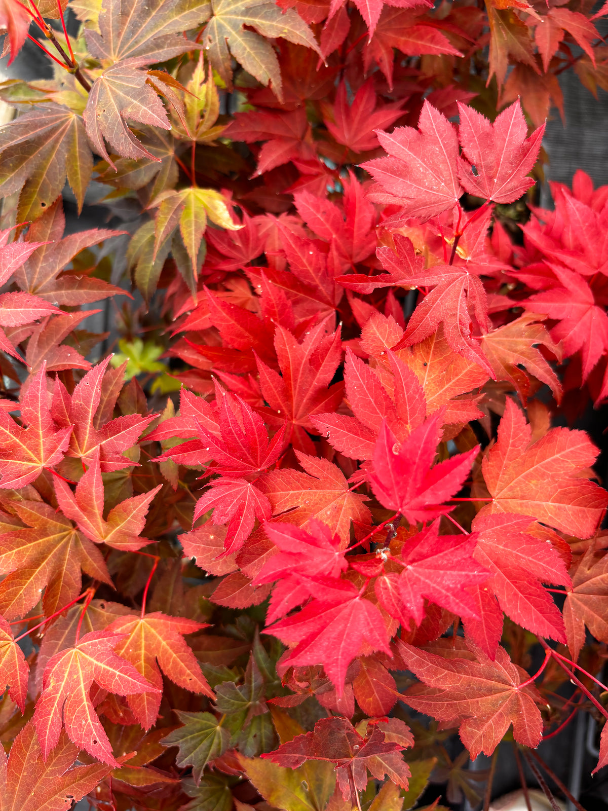 Acer Palmatum 'Ruslyn In The Pink'