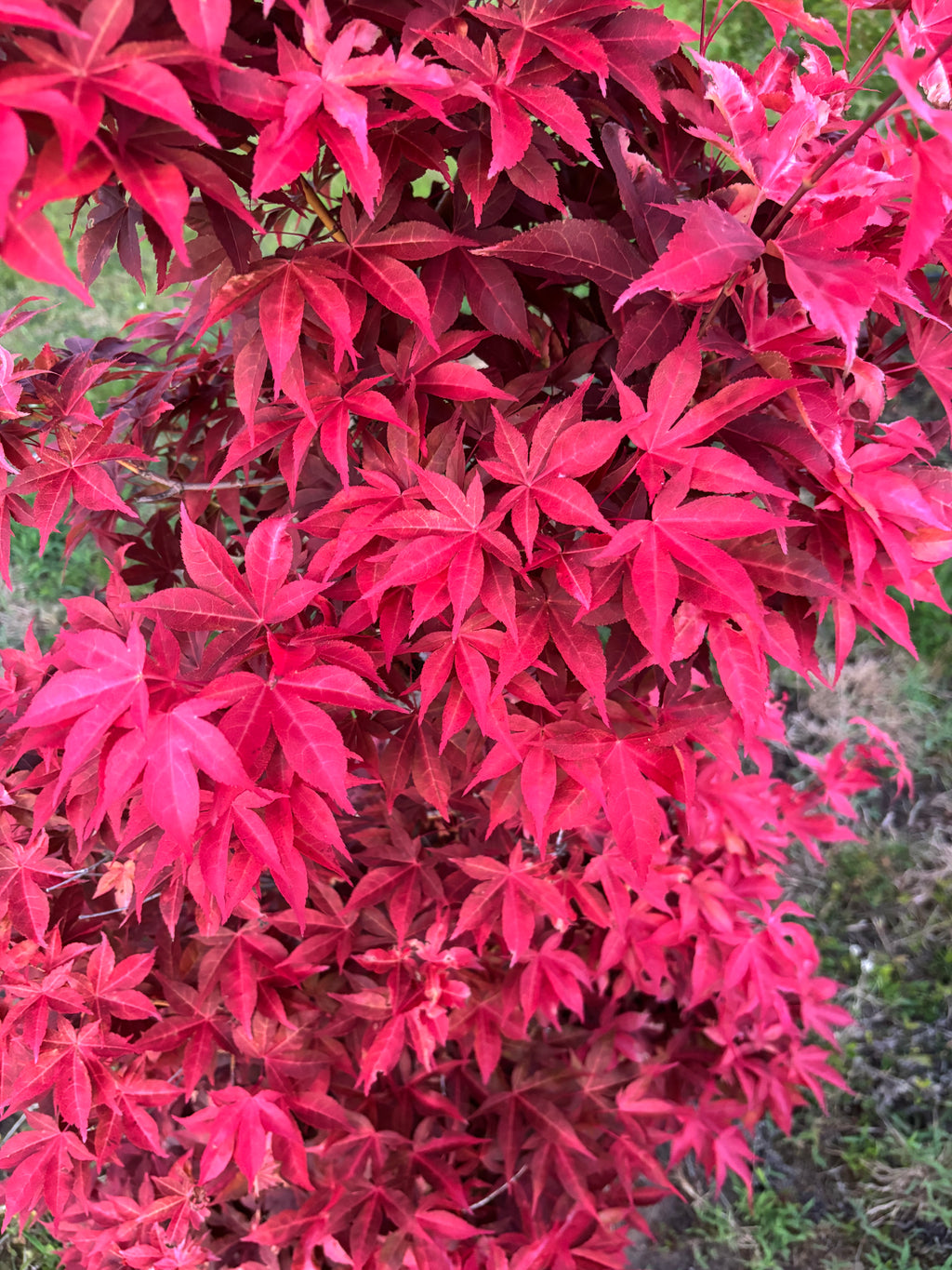 Acer Palmatum ‘Gable’s Glory’