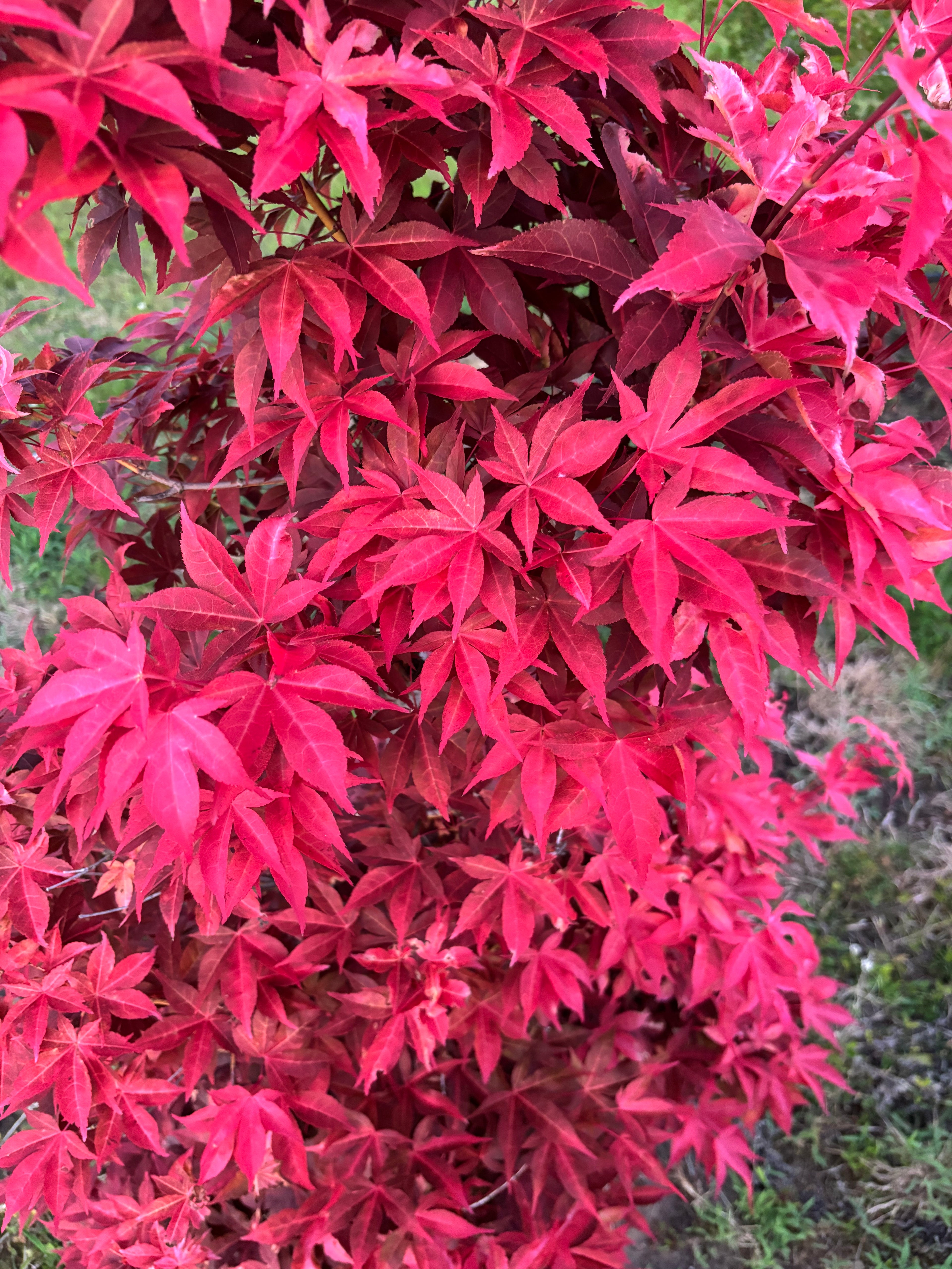 Acer Palmatum ‘Gable’s Glory’